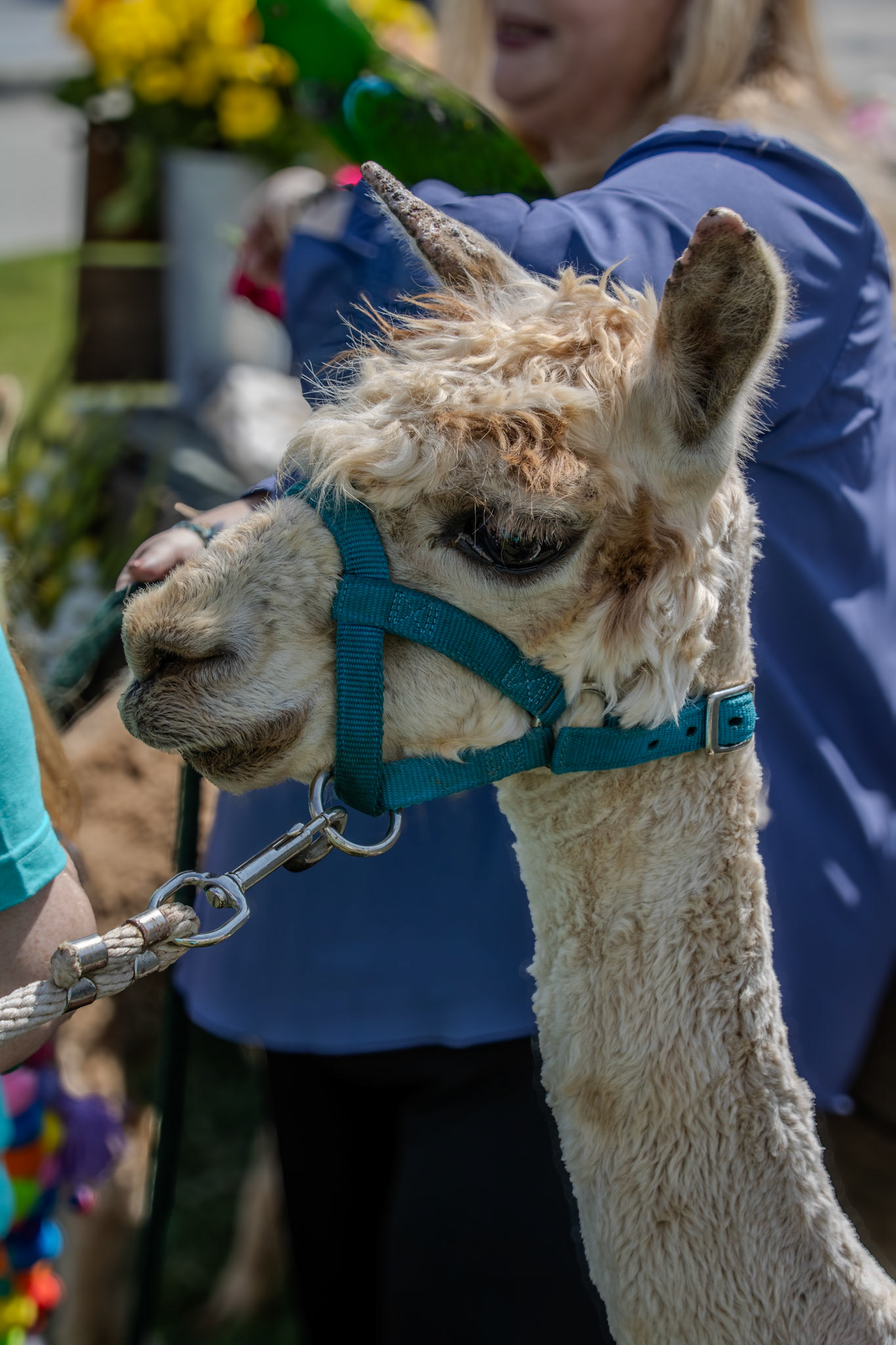 Gwinnett Technical College Alpharetta North Fulton Back To School Bash