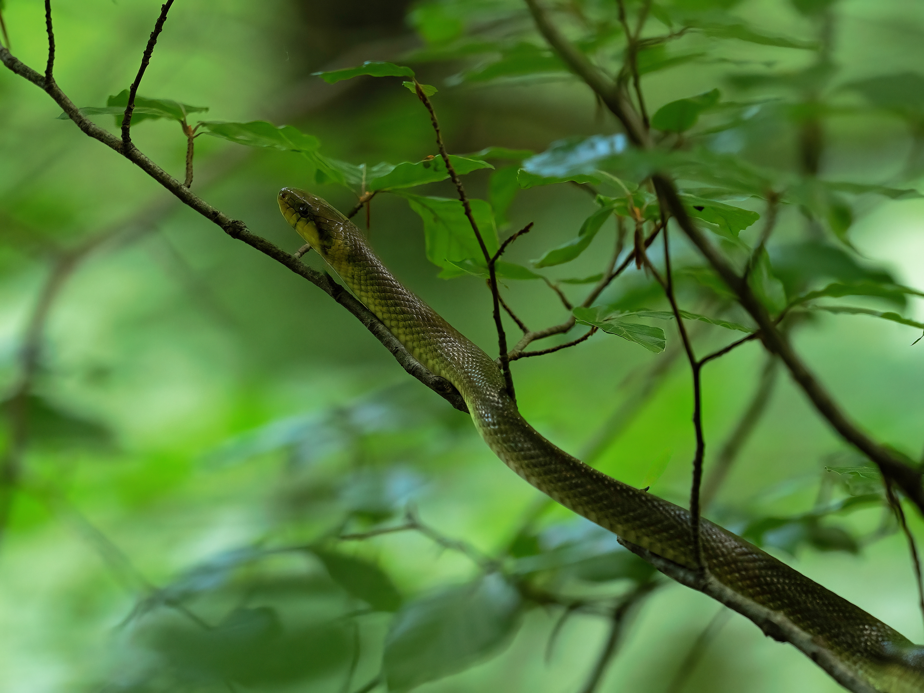 Saettone (Zamenis longissimus)