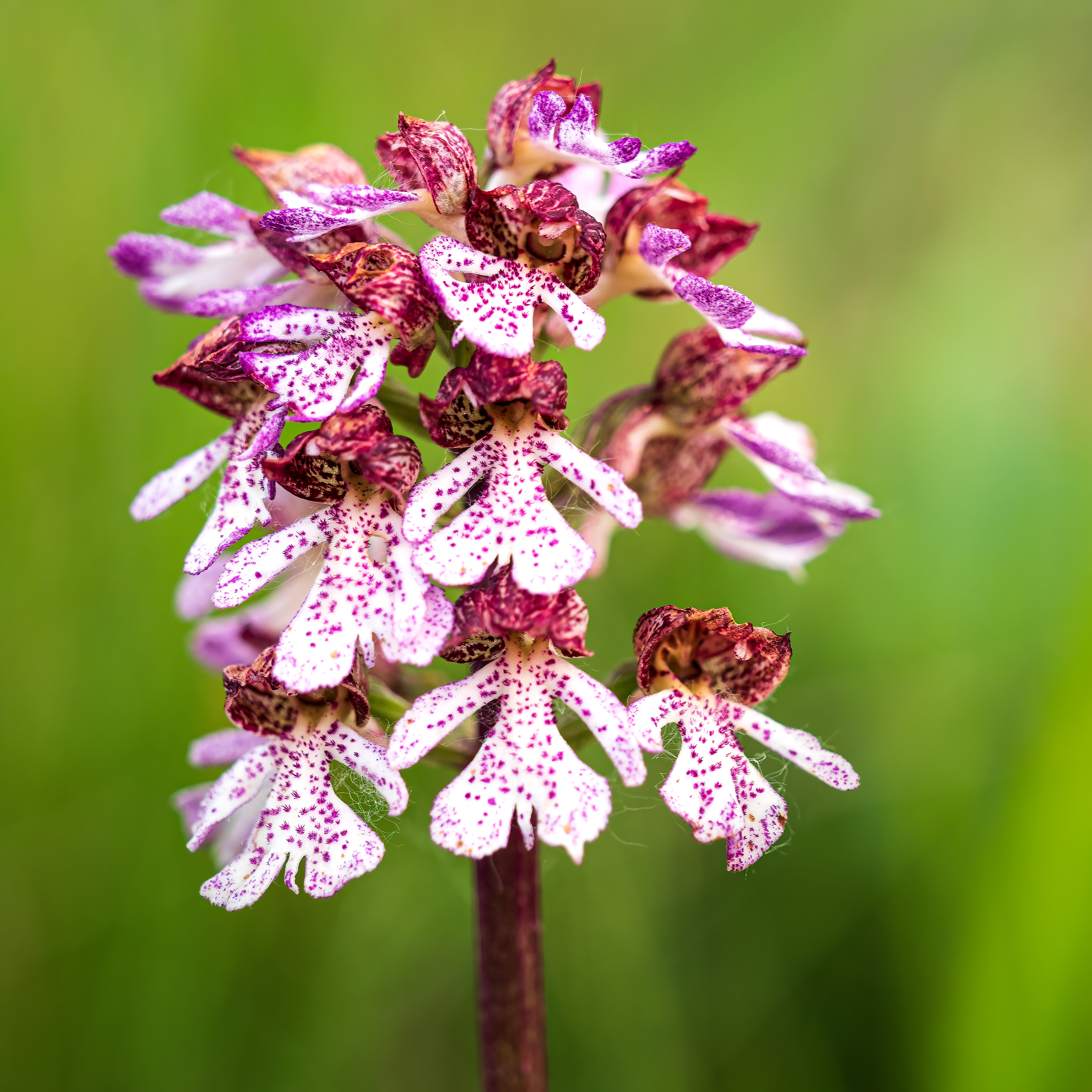 Orchis Purpurea