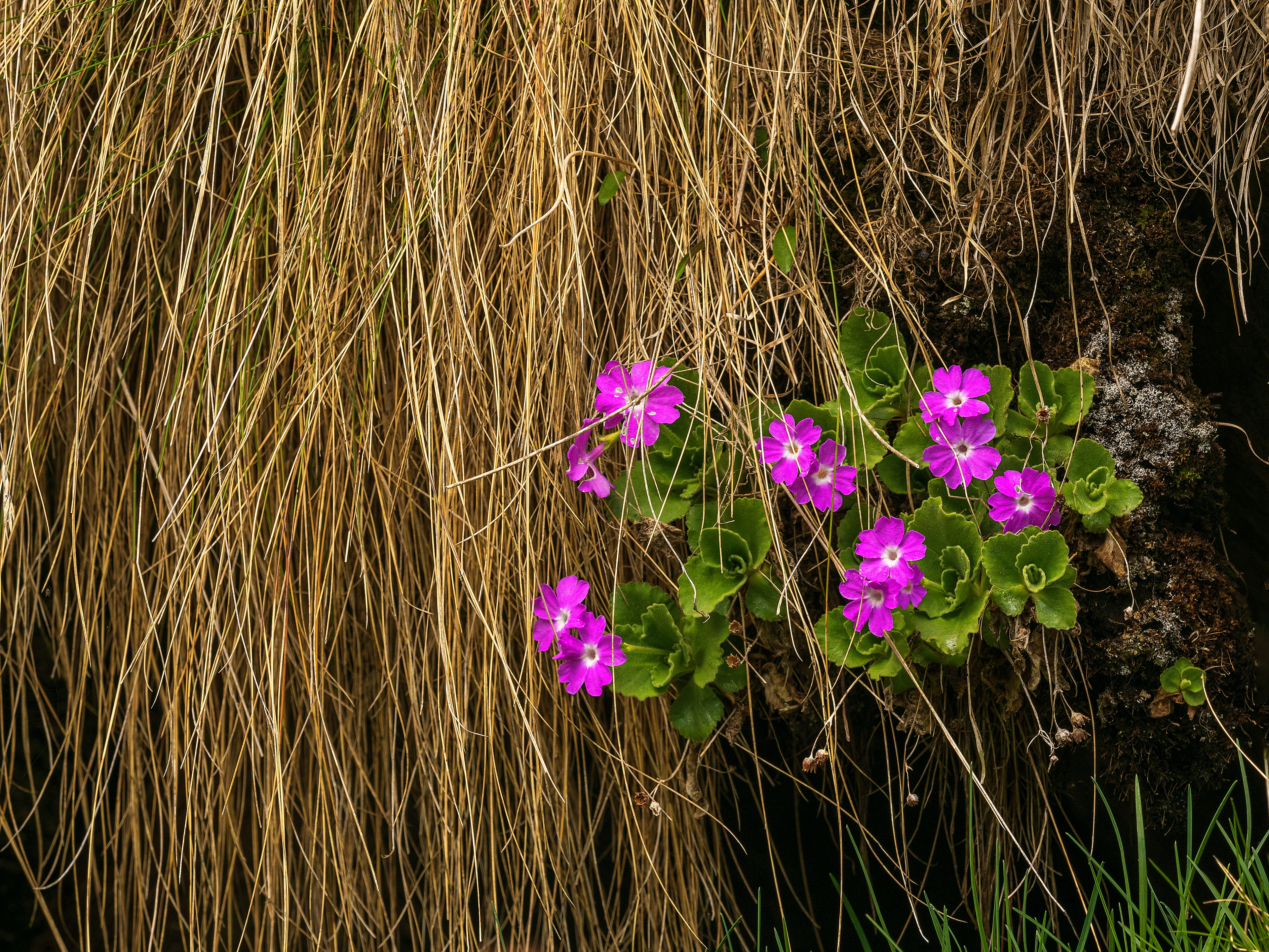 Primulas allioni
