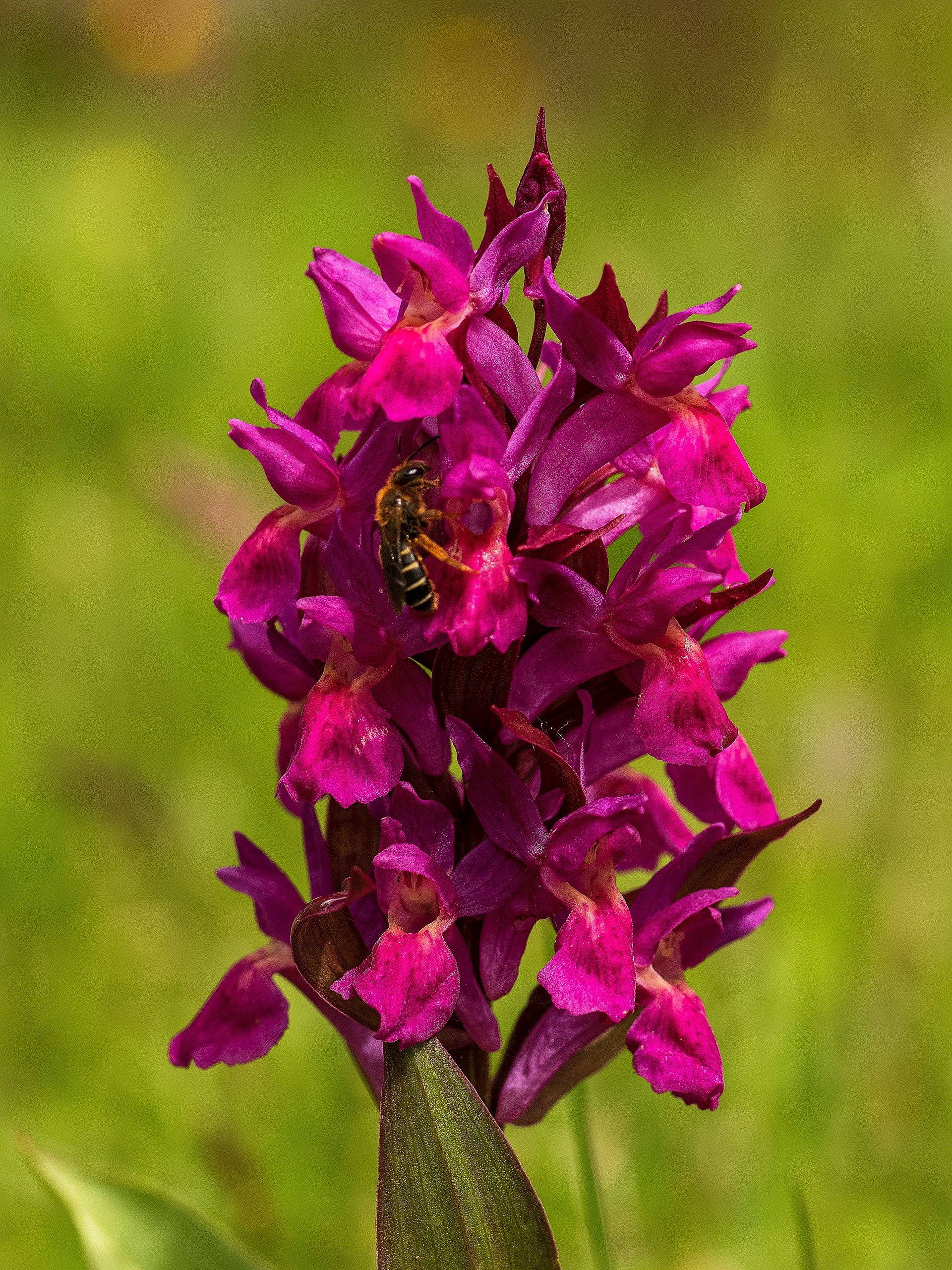 Orchidea Sambucina
