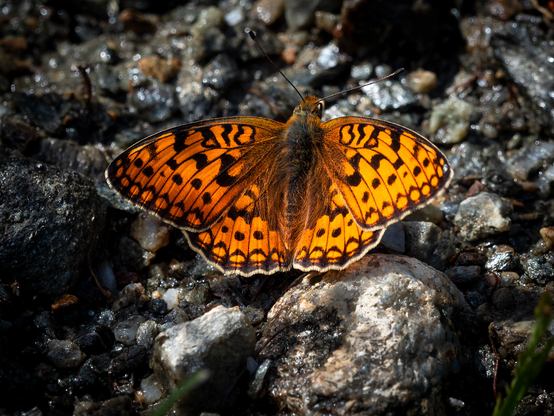 Speyeria mormonia