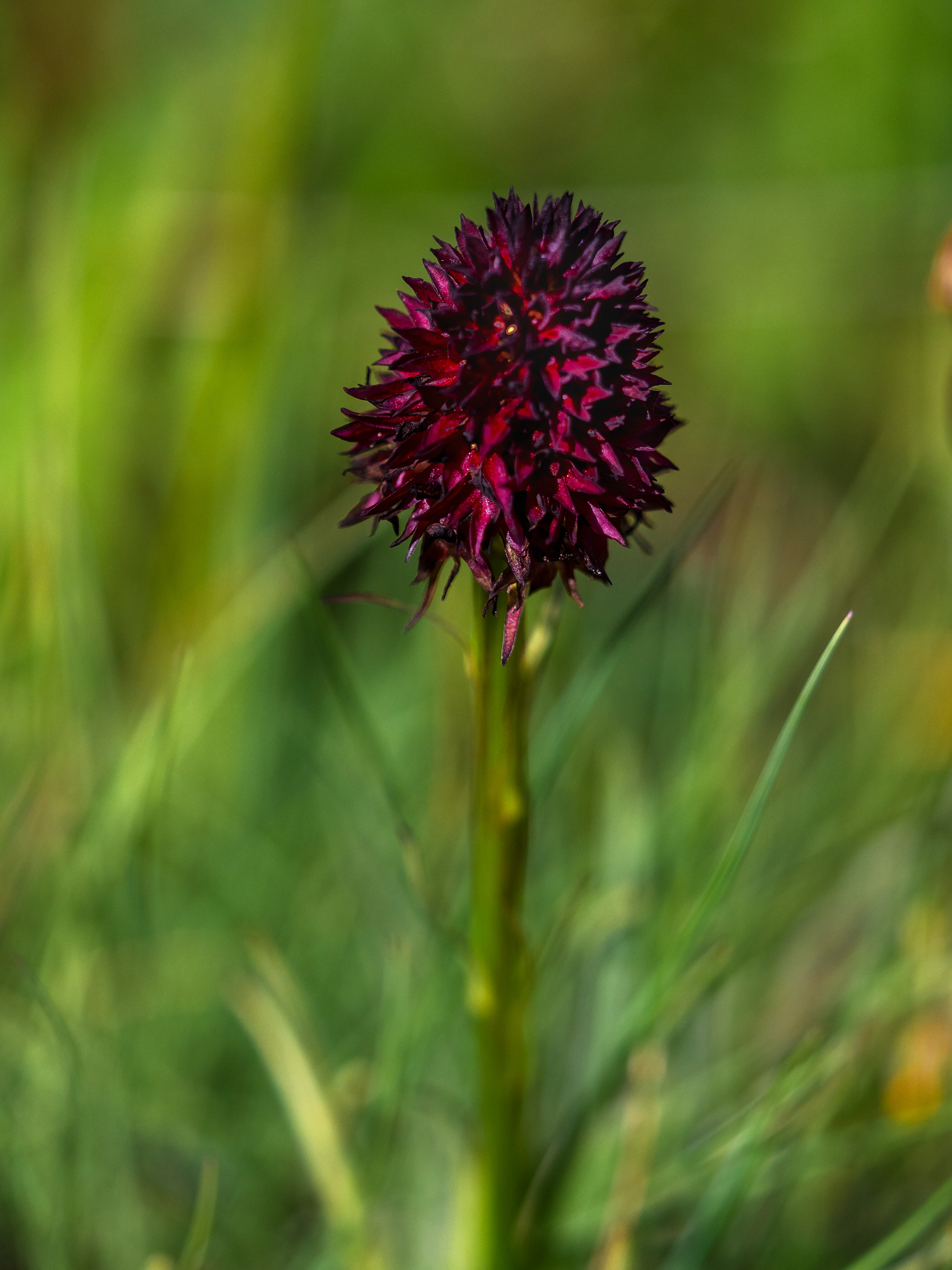 Nigritella Nigra