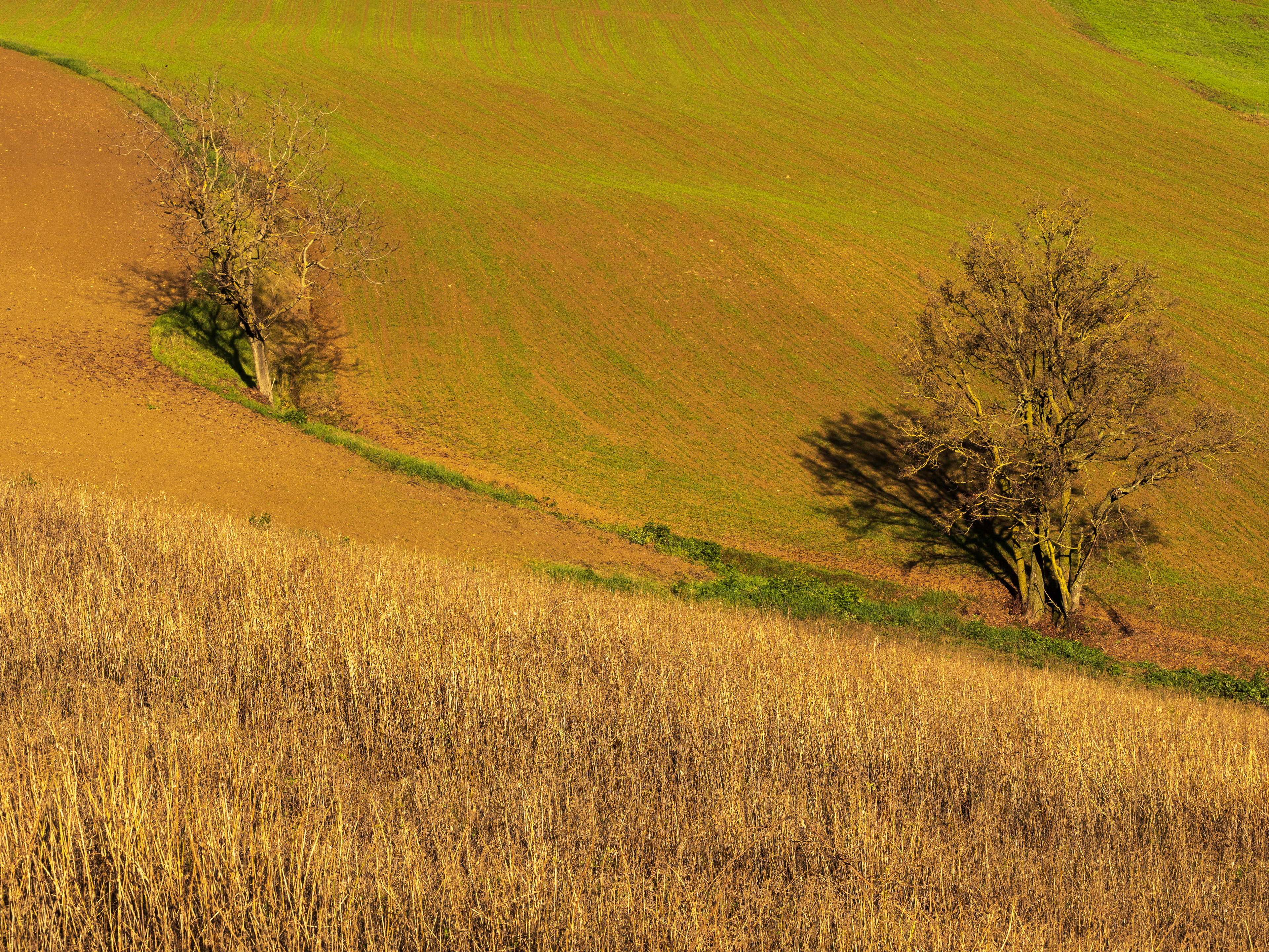 Colline Parmensi