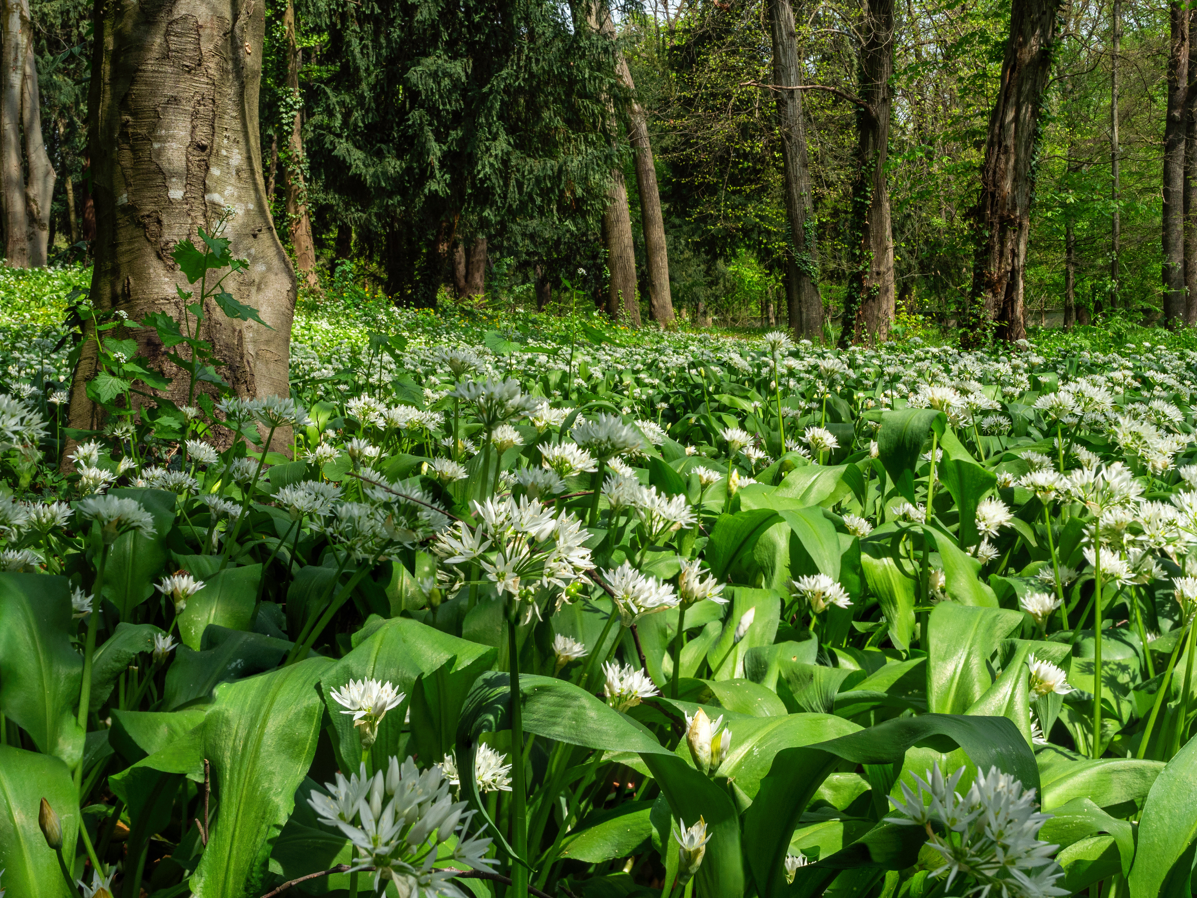 Parco Villa Reale Monza