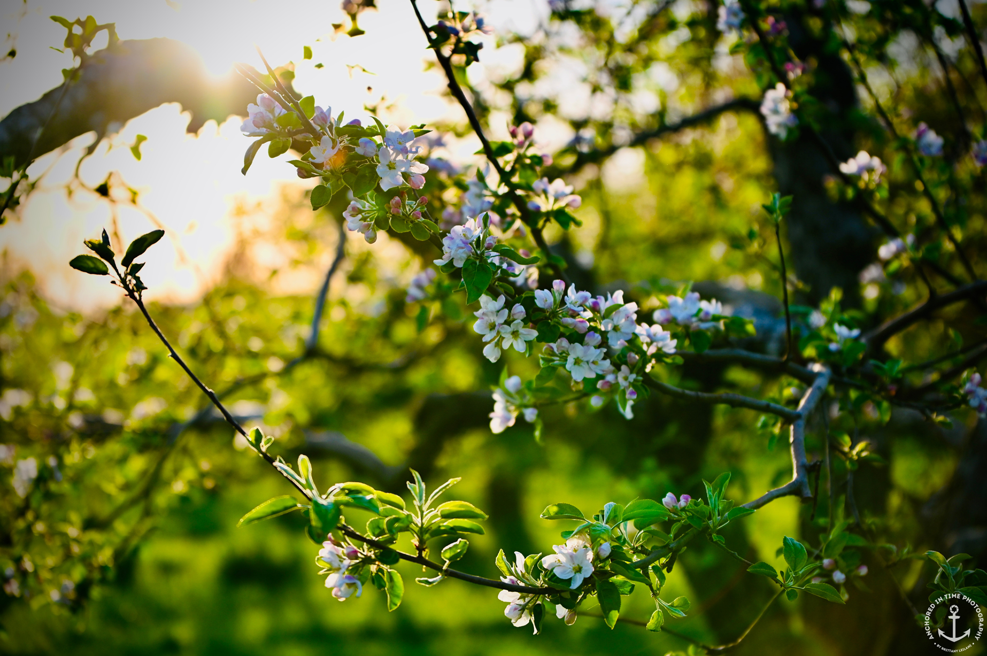 Apple trees in bloom