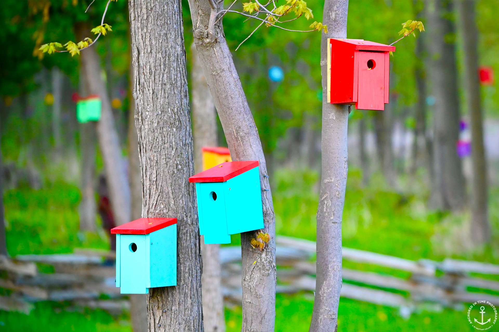 Colorful birdhouses