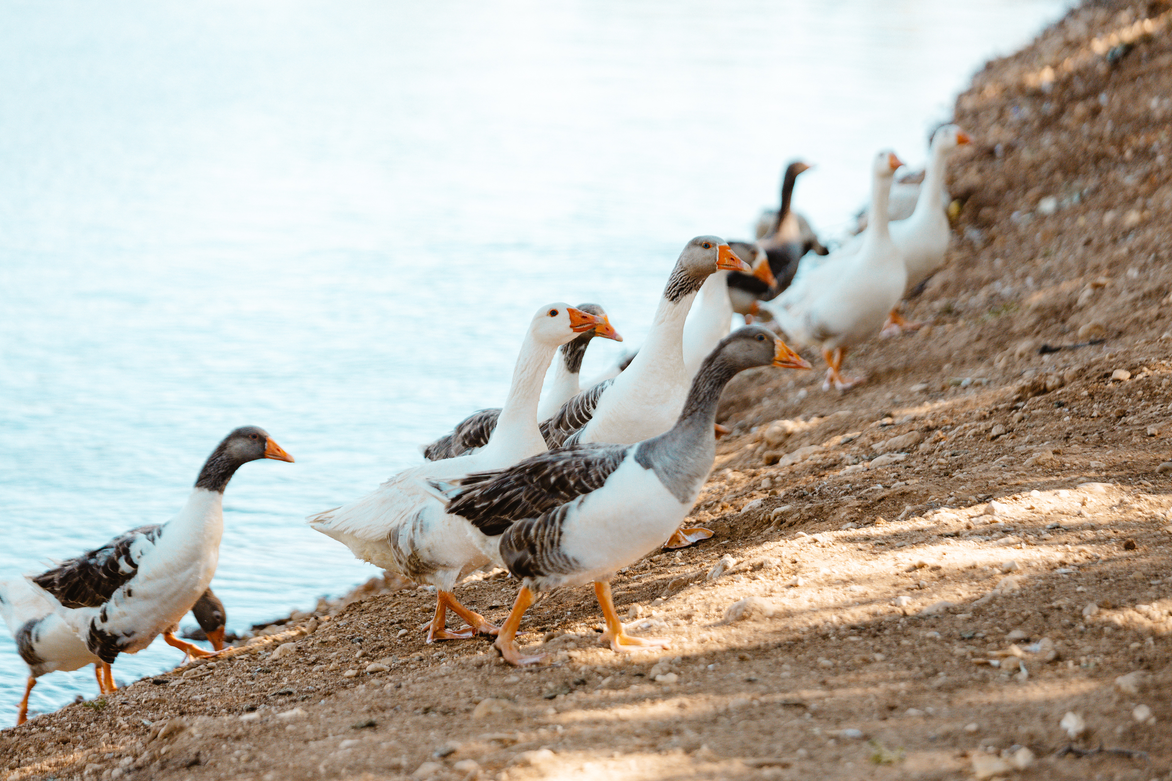 Quack Attack