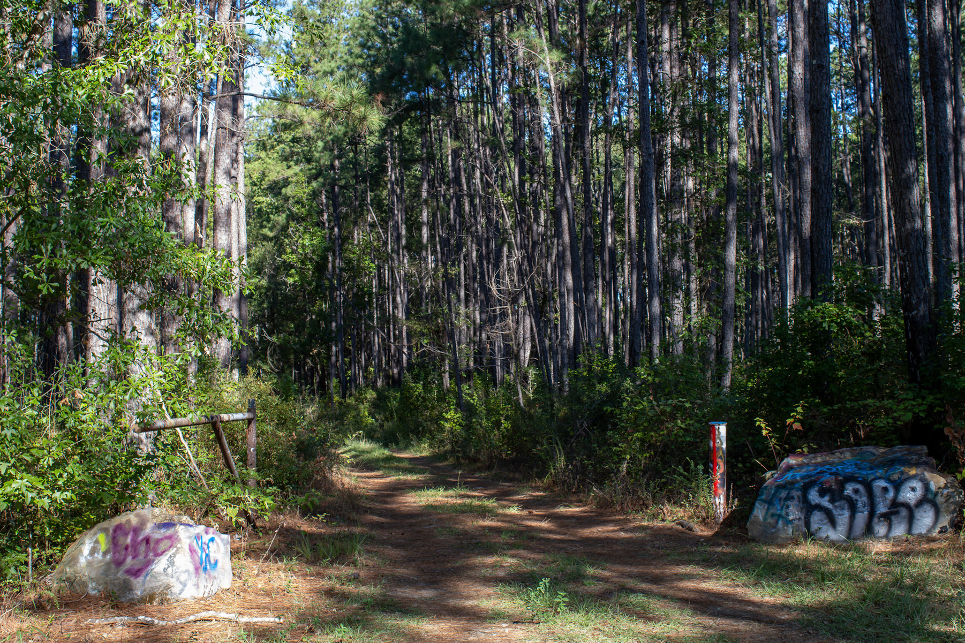 The Abandoned Sawmill #1, Digital RAW File, Digital Photography, 2024