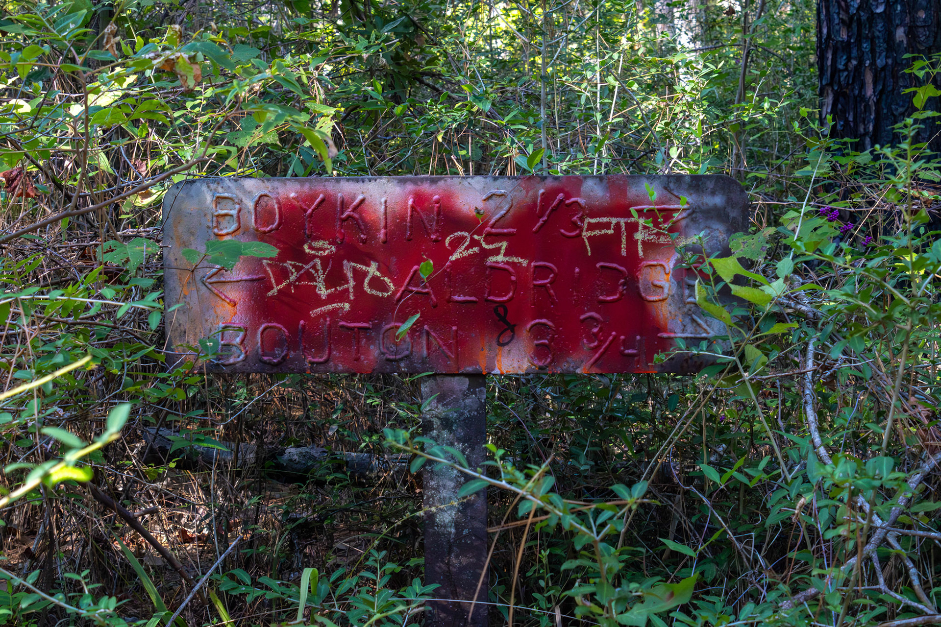 The Abandoned Sawmill #2, Digital RAW File, Digital Photography, 2024