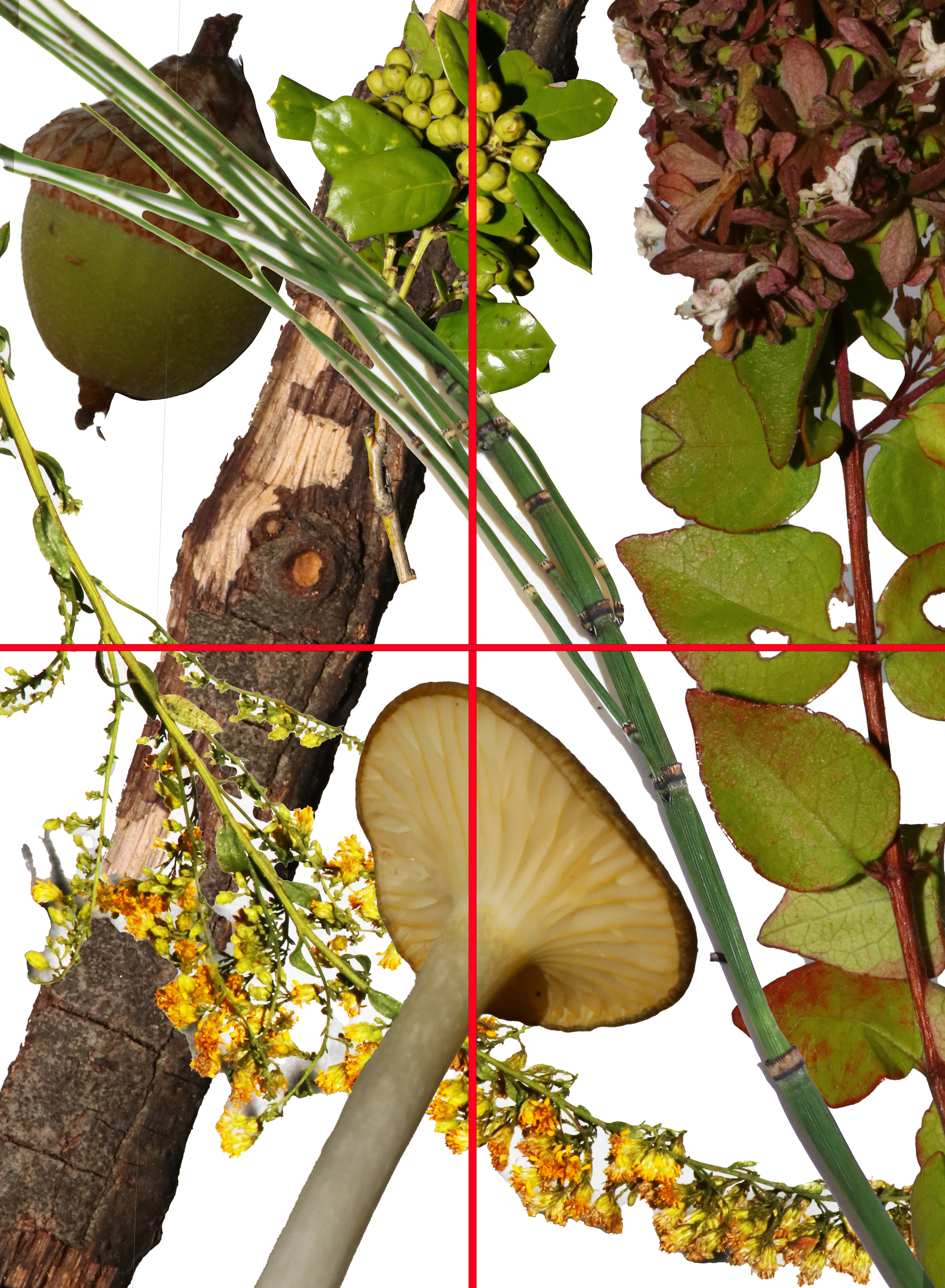 Photographed objects then put them into photoshop to create a composition