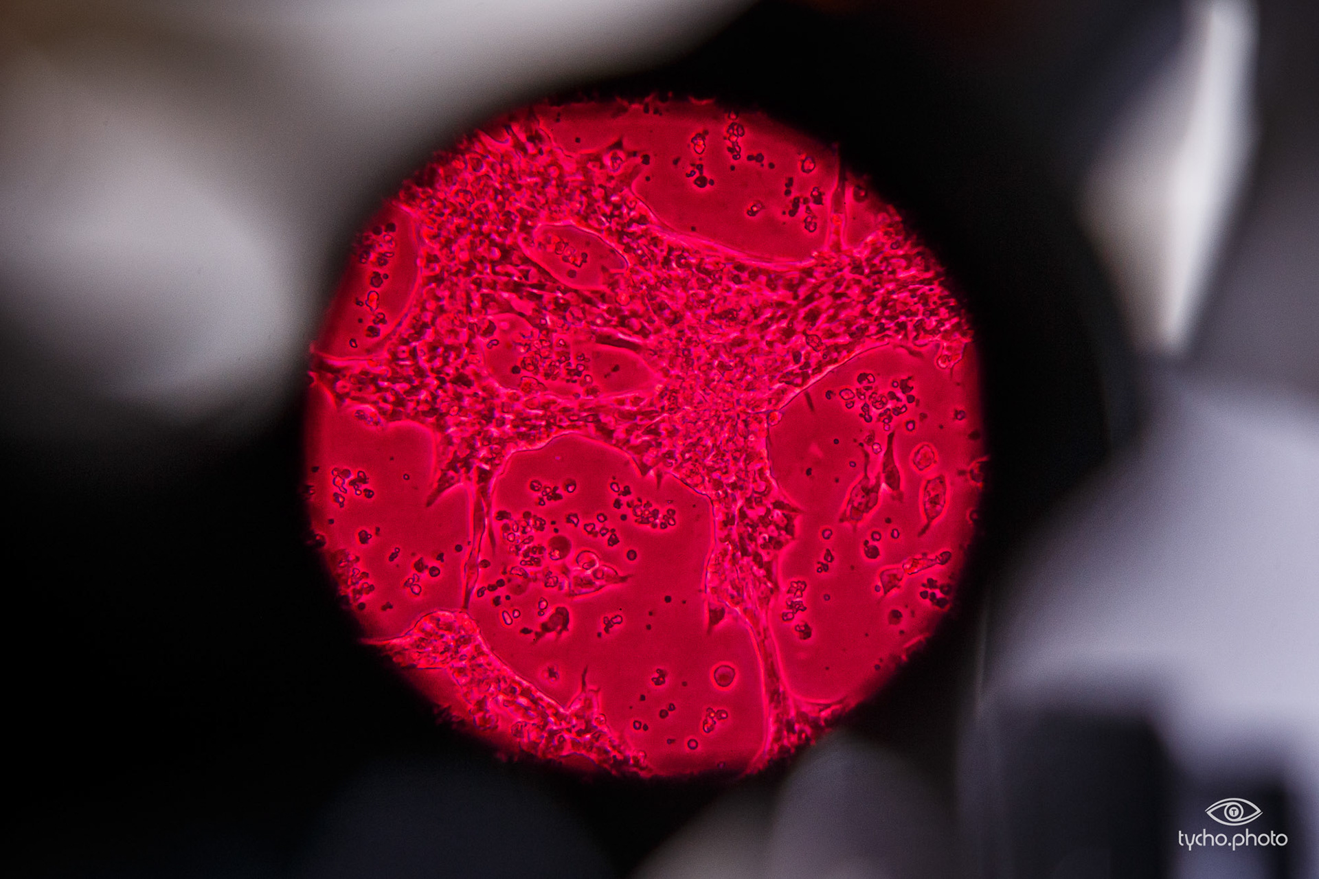 Pluriomics (hartcellen)