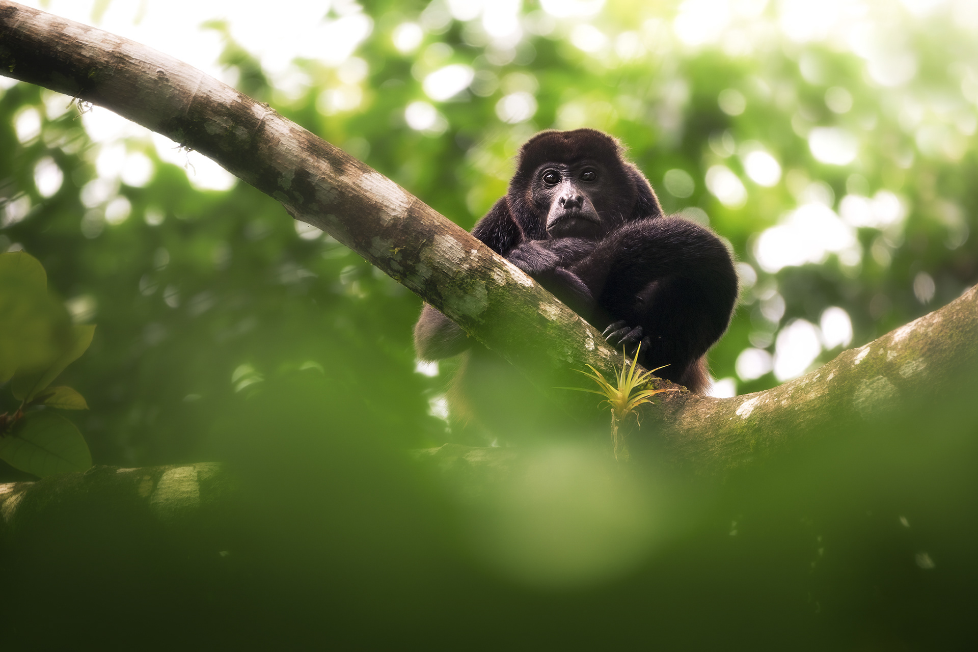 Vřešťan pláštíkový (Alouatta palliata), Kostarika