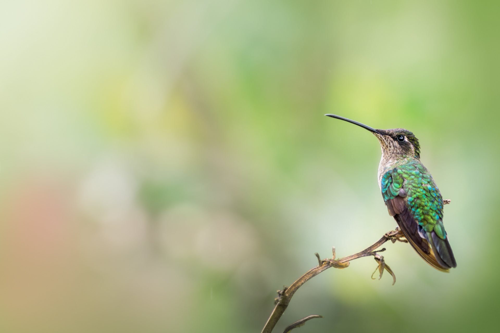 samička Kolibříka skvostného, Kostarika