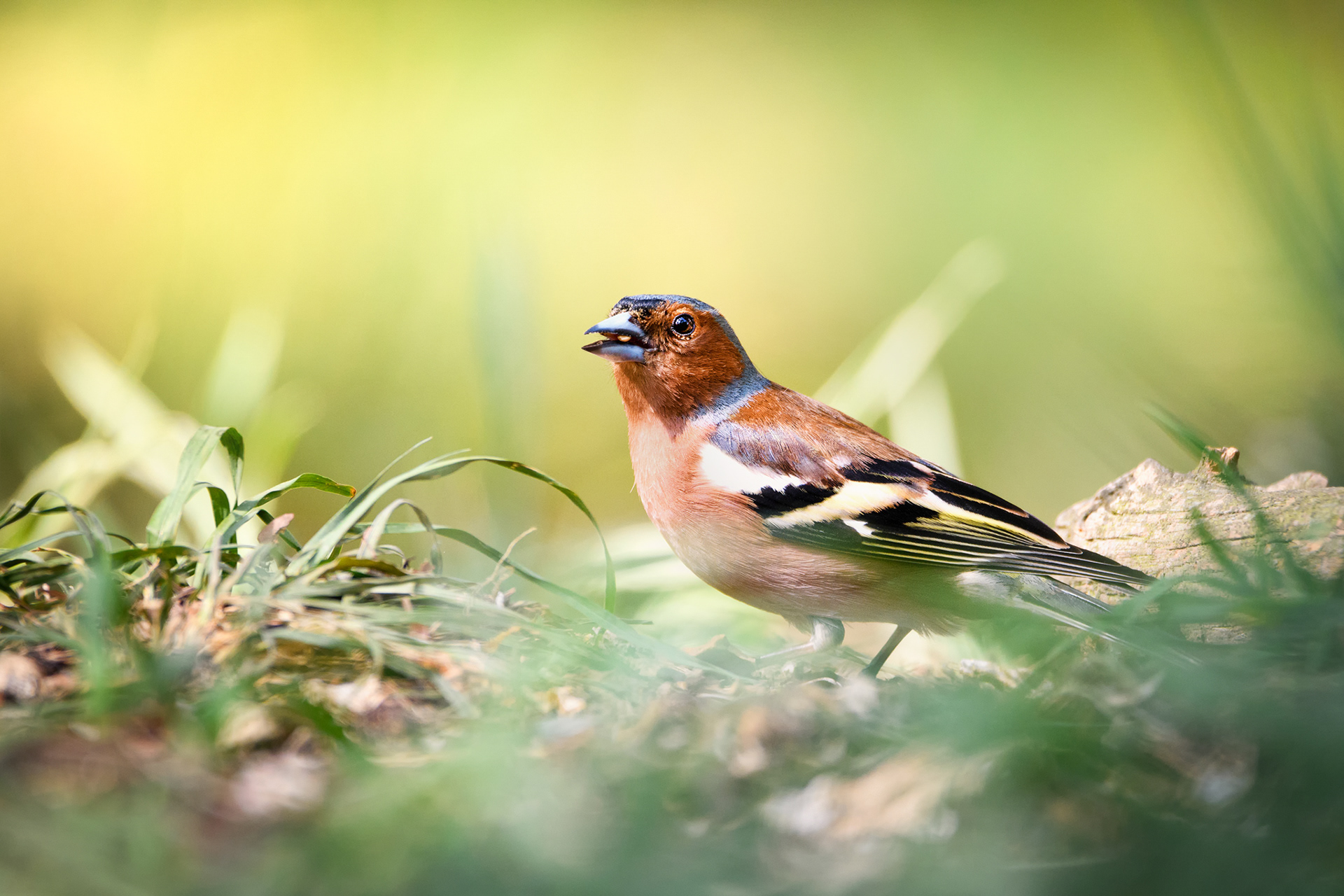 Pěnkava obecná (Fringilla coelebs), ČR
