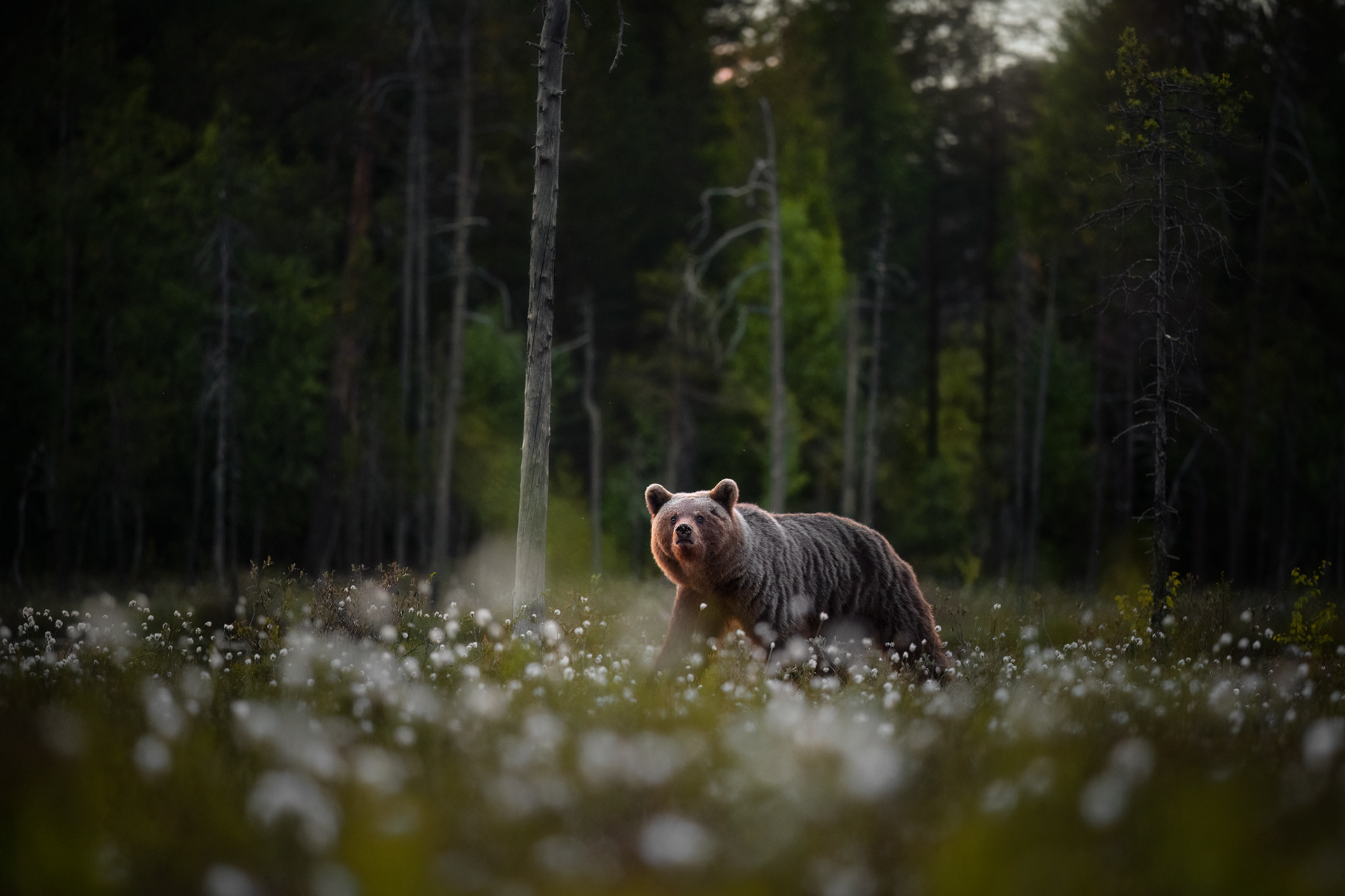 Medvěd hnědý, Finsko 25