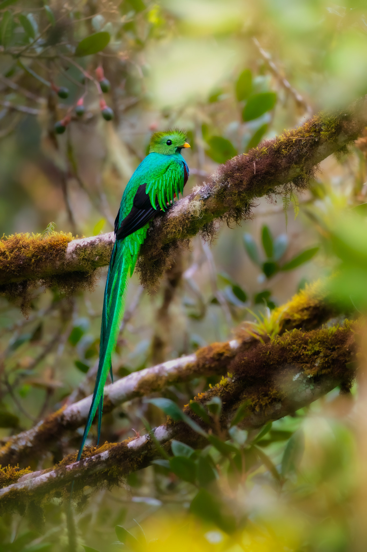 Kvesal chocholatý (Pharomachrus mocinno), Kostarika