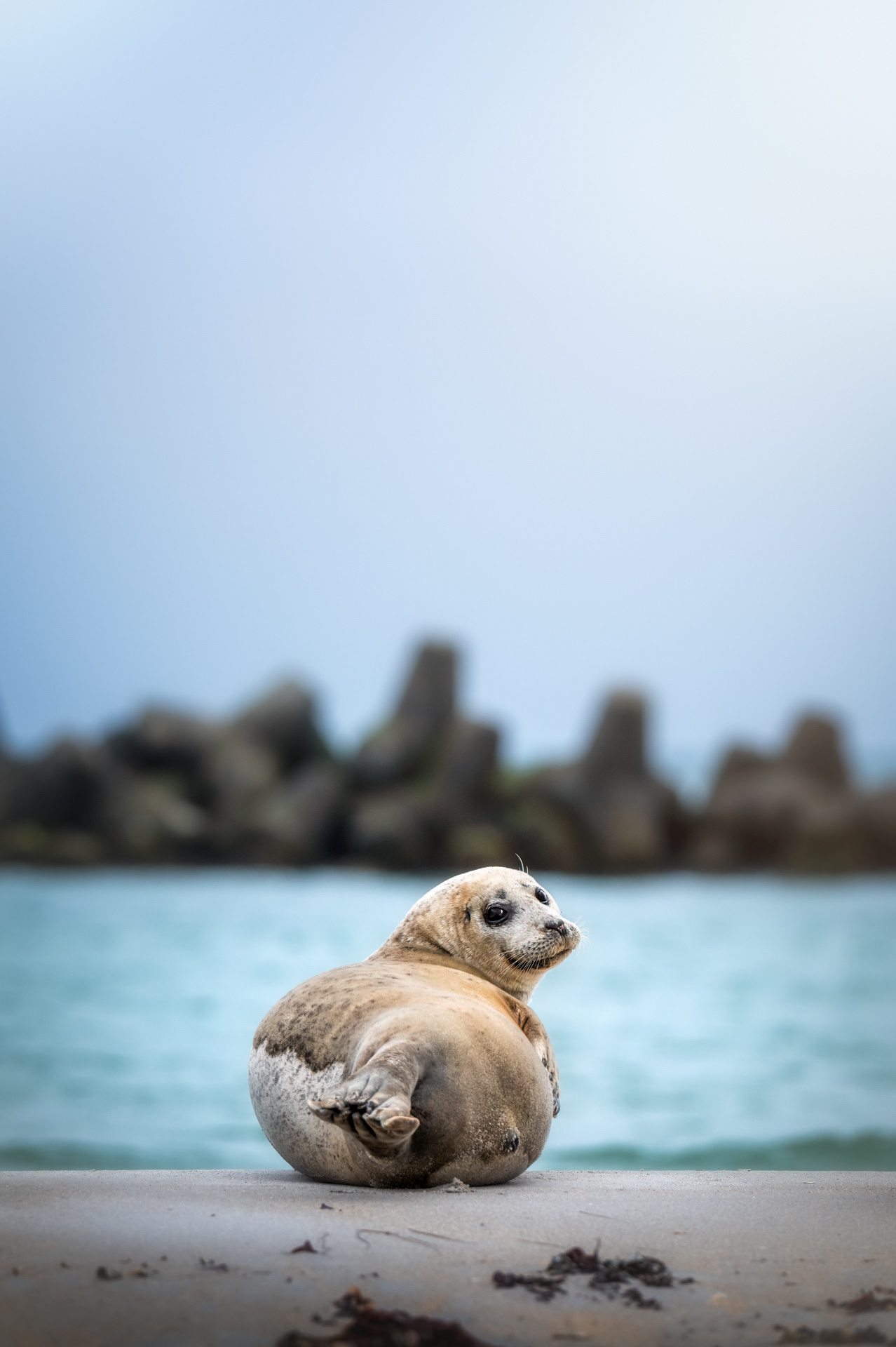 Tuleň obecný, Helgoland