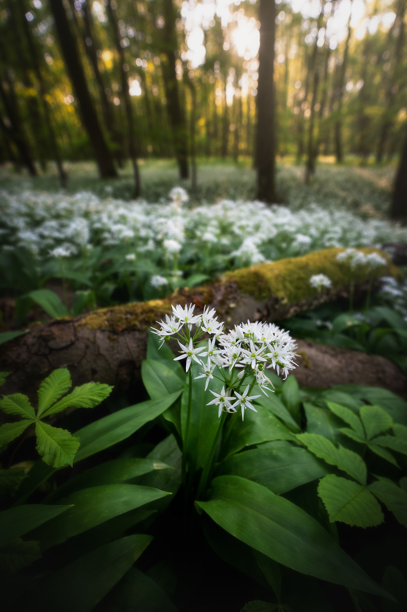 Medvědí česnek, Polabí ČR