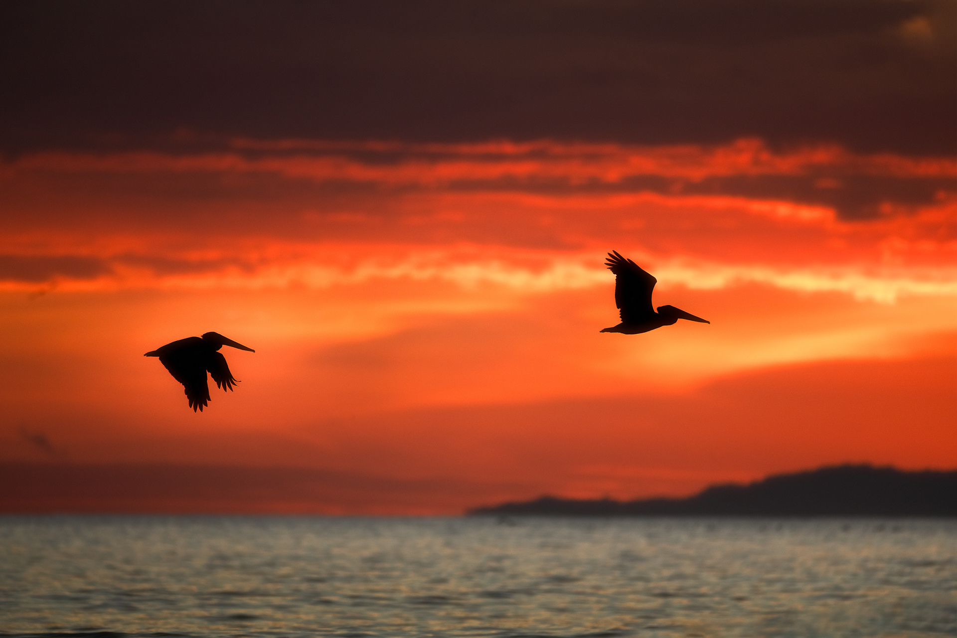 Pelikání při západu slunce, Kostarika 23