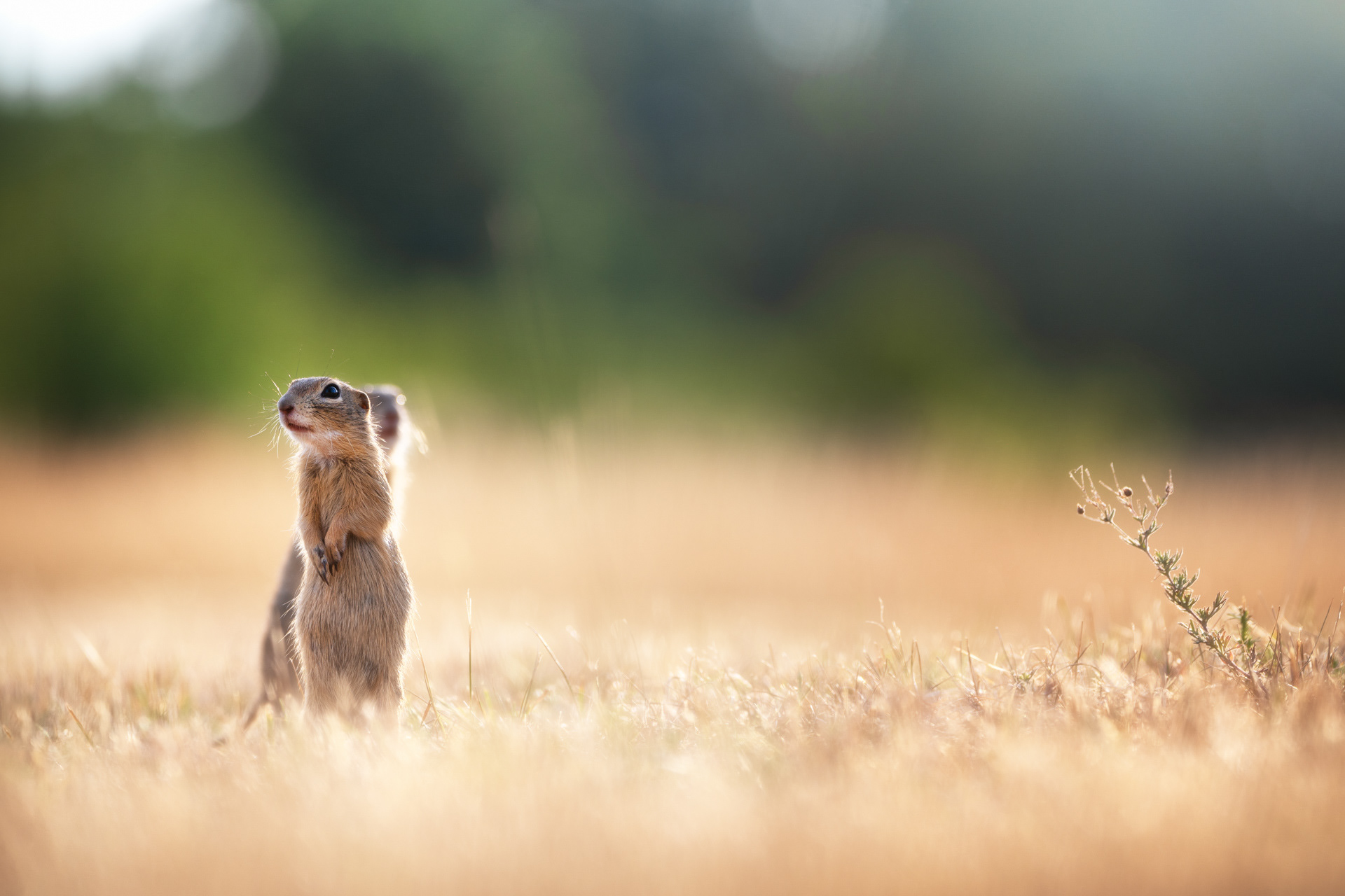 Sysel obecný (Spermophilus citellus),  ČR