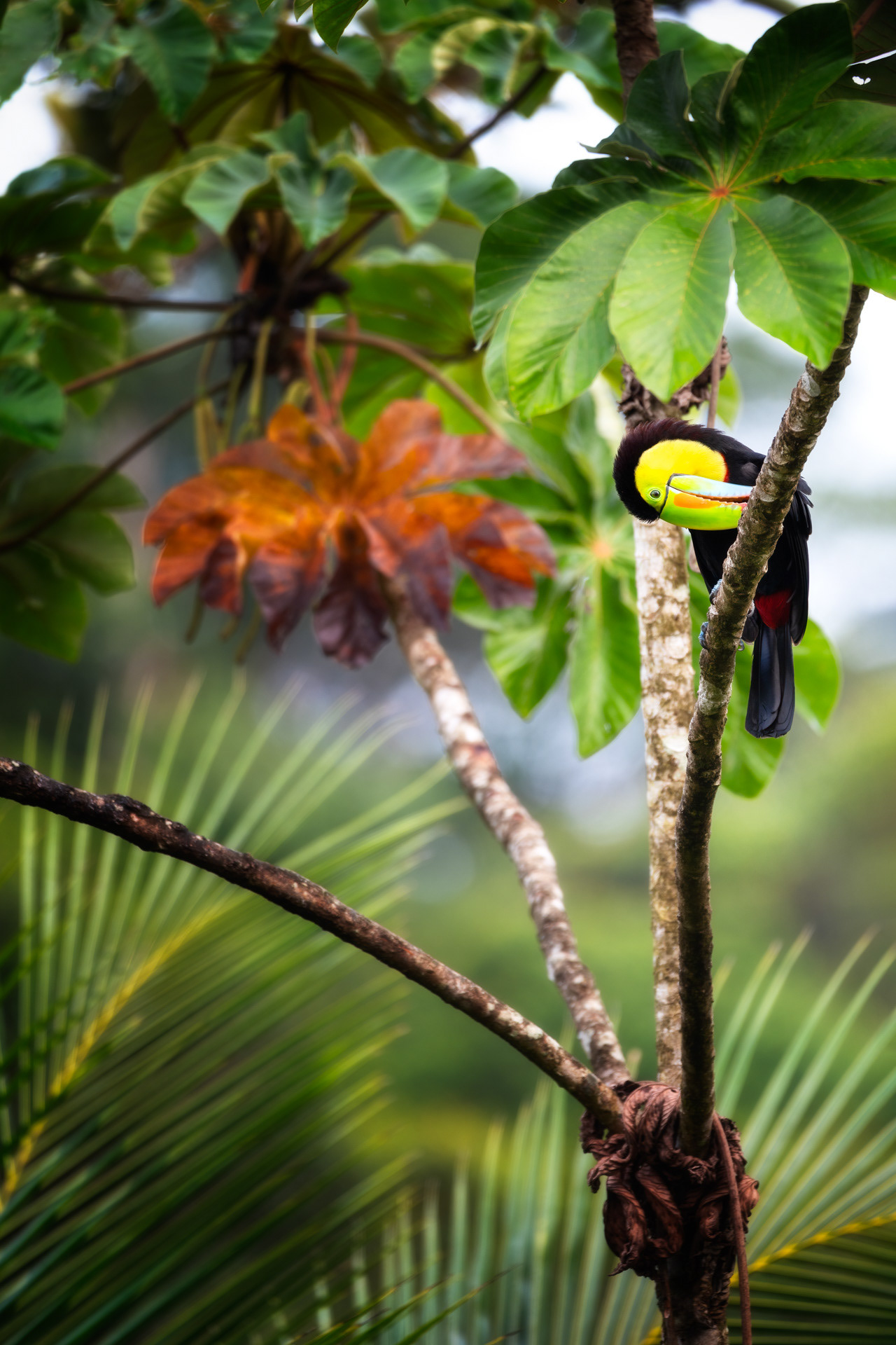 Tukan žlutoprsý, kostarika 23
