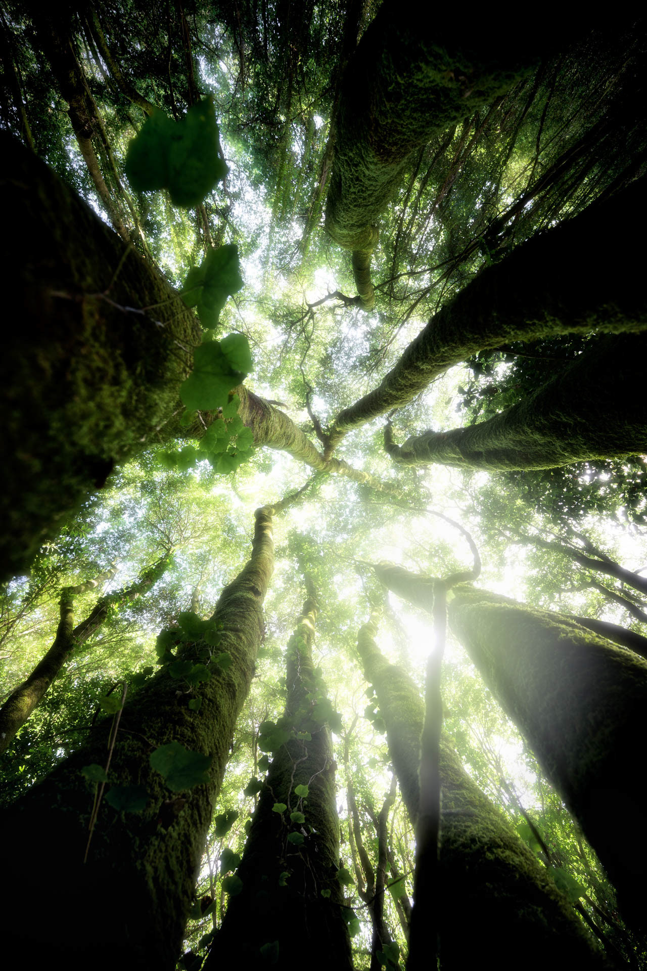 Strážci lesa, La Palma 2024