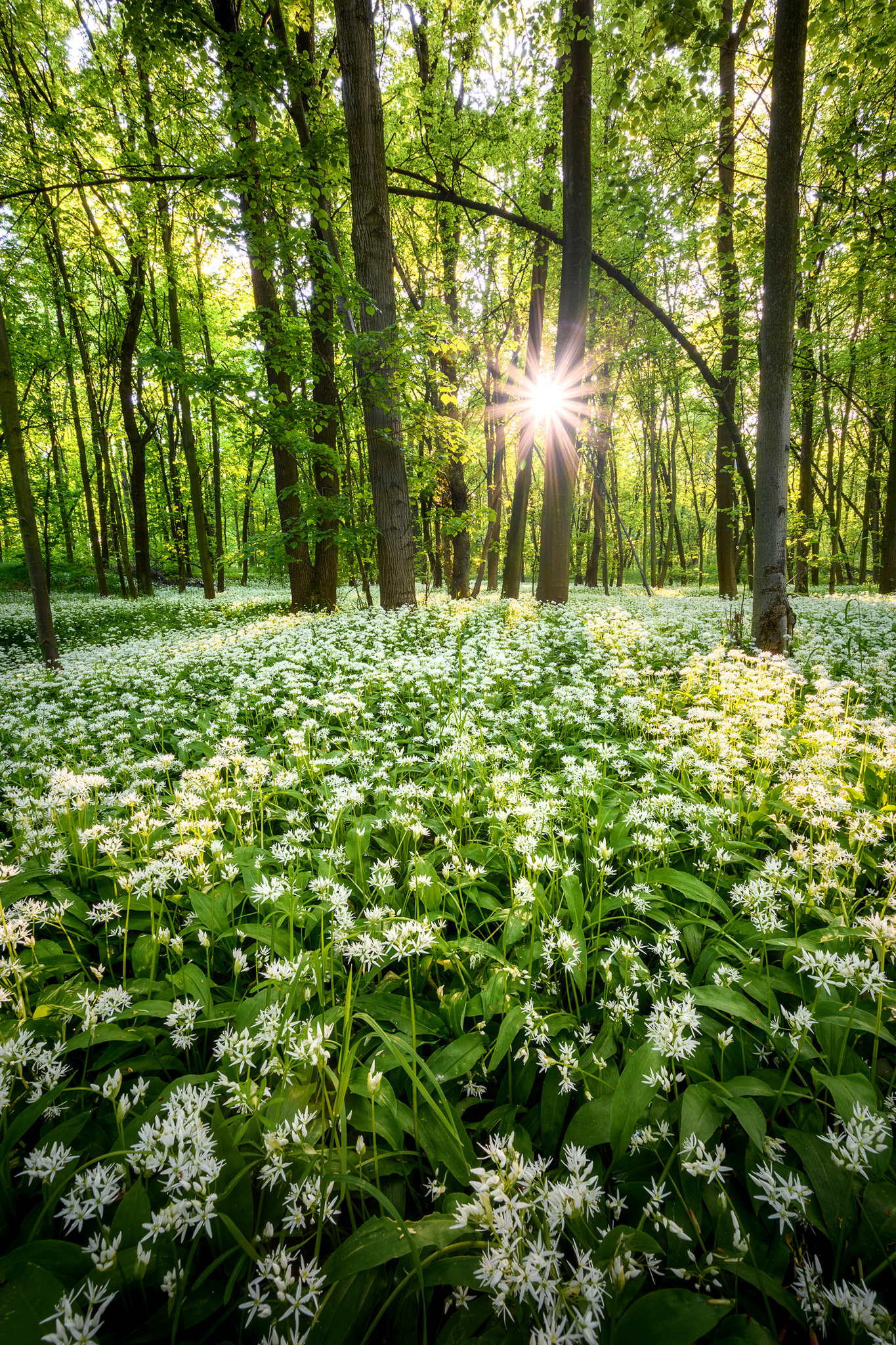Medvědí česnek, Polabí ČR