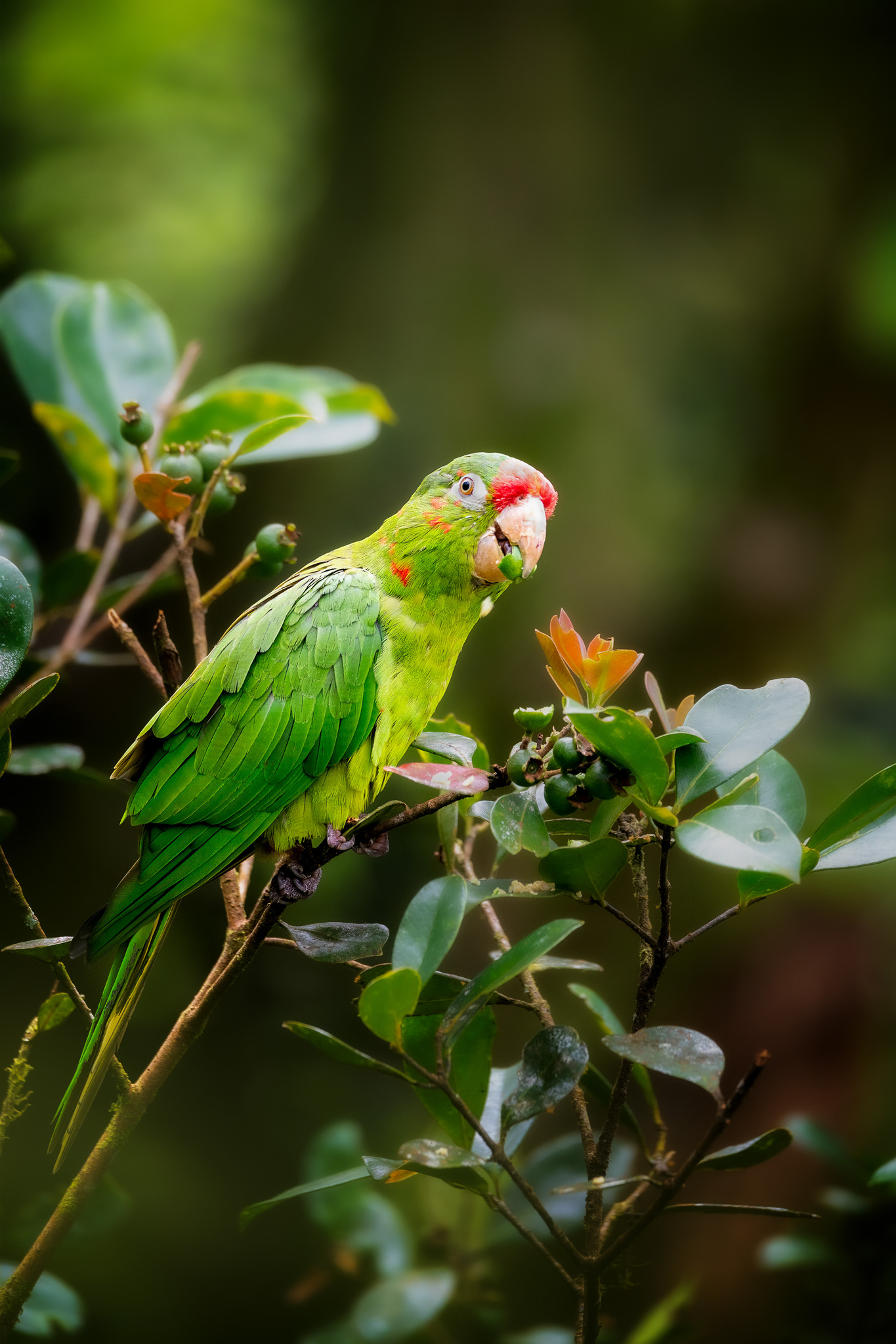 Aratinga rudočelý (Psittacara finschi), Kostarika