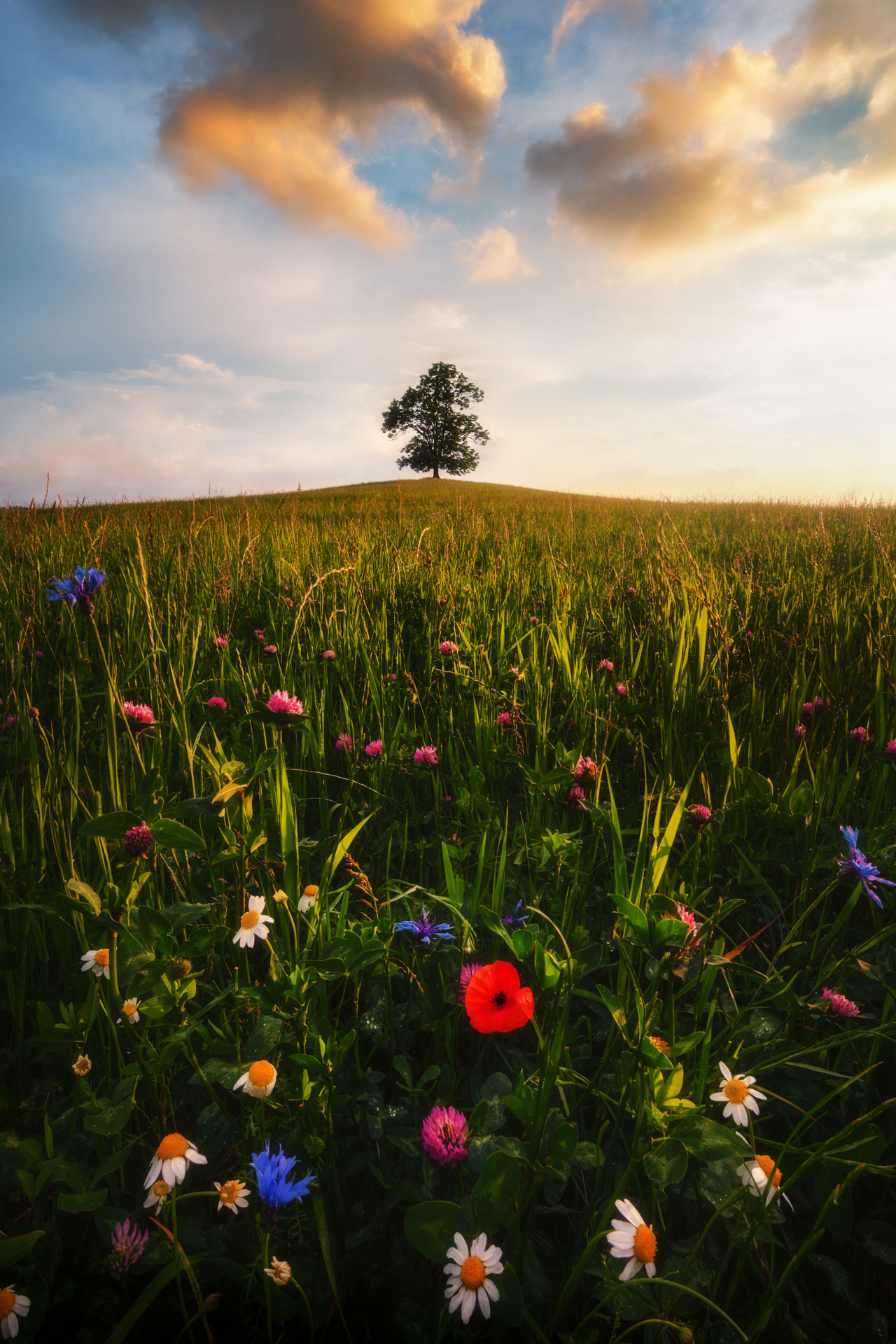 Rozkvetlý západ slunce u ikonického stromu na Křivoklátsku, ČR 2024