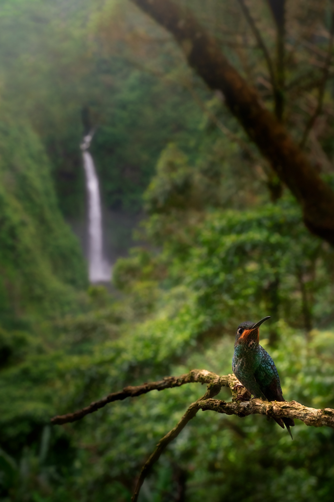 Kolibřík a vodopád, Kostarika (3.místo v  Czech nature Photo 2024,  Zvířata ve svém prostředí)