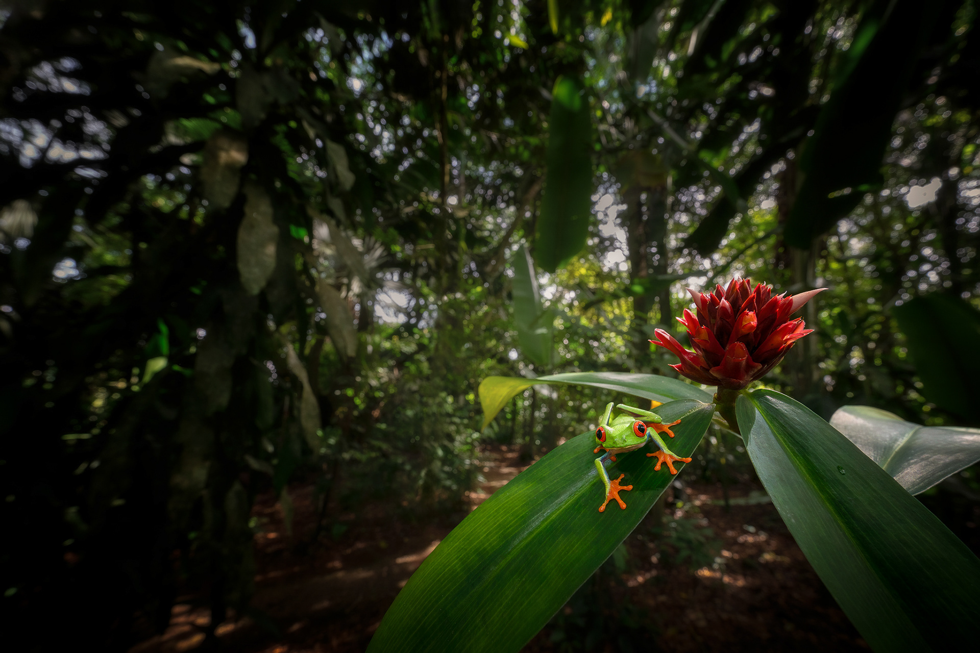 Listovnice červenooká (Agalychnis callidryas ), Kostarika