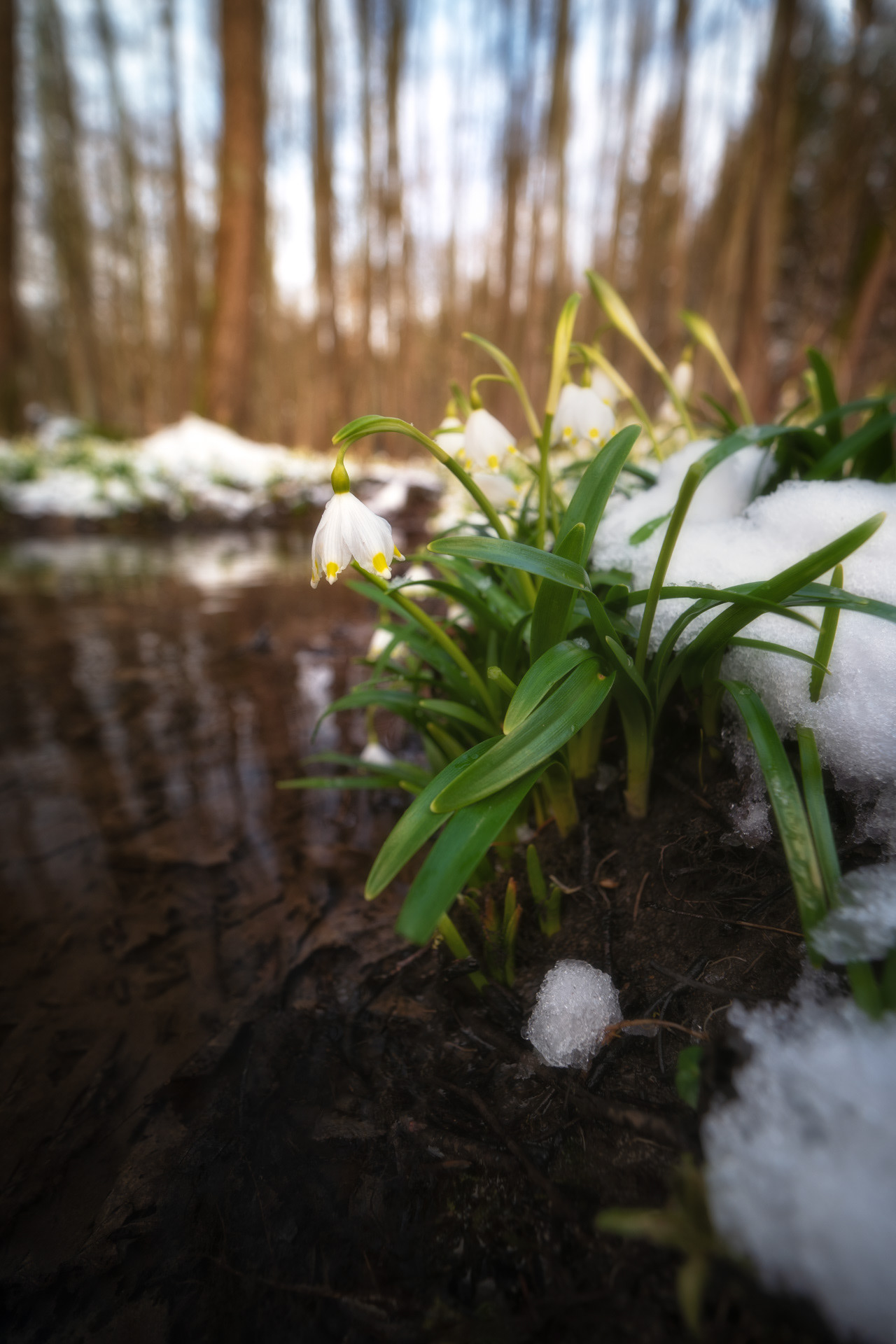 Bledule jarní v zimním kabátu, ČR