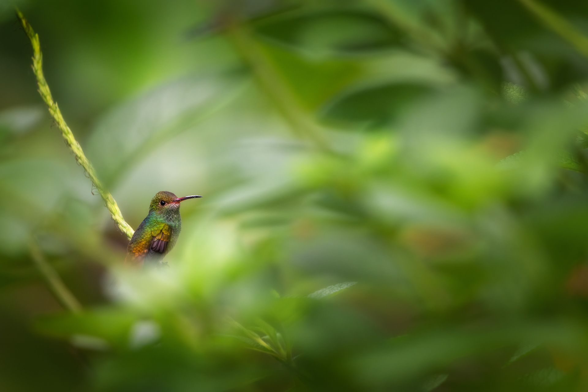 Kolibřík rezavoocasý (Amazilia tzacatl), Kostarika