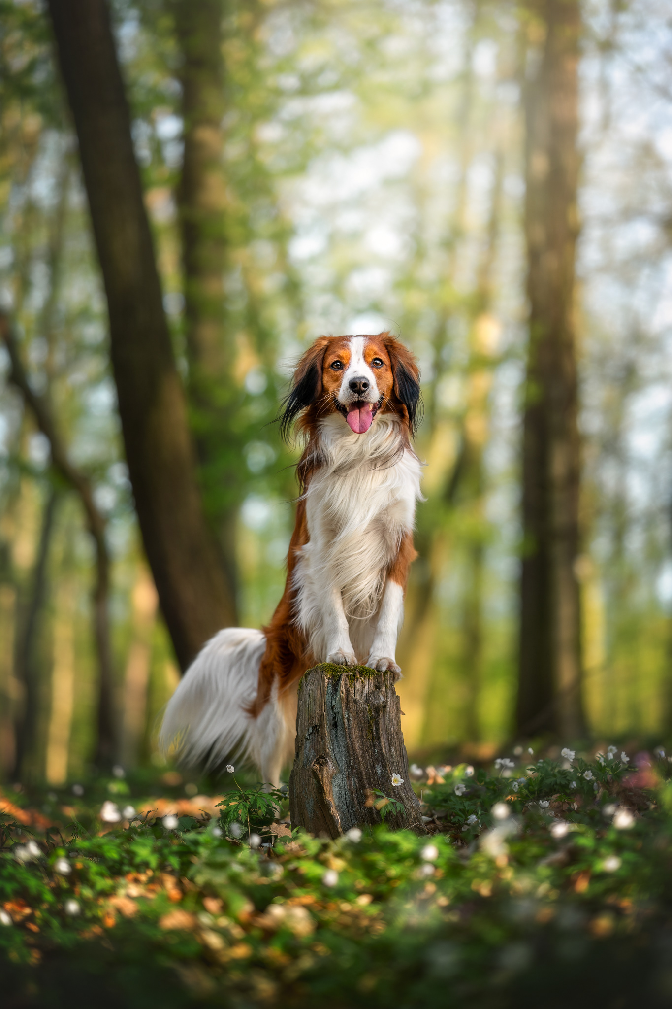Cooper