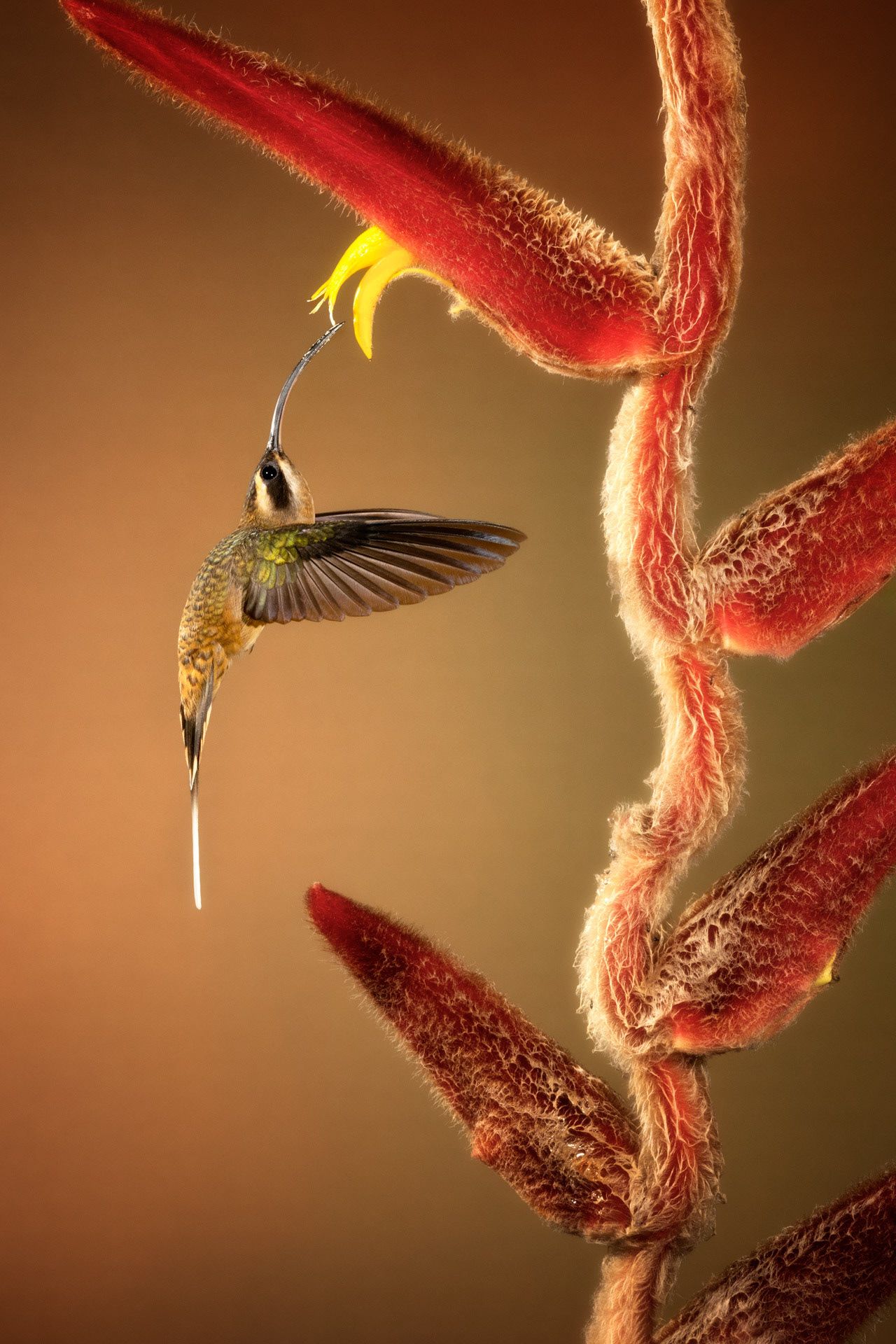 Kolibřík západní (Phaethornis longirostris), Kostarika