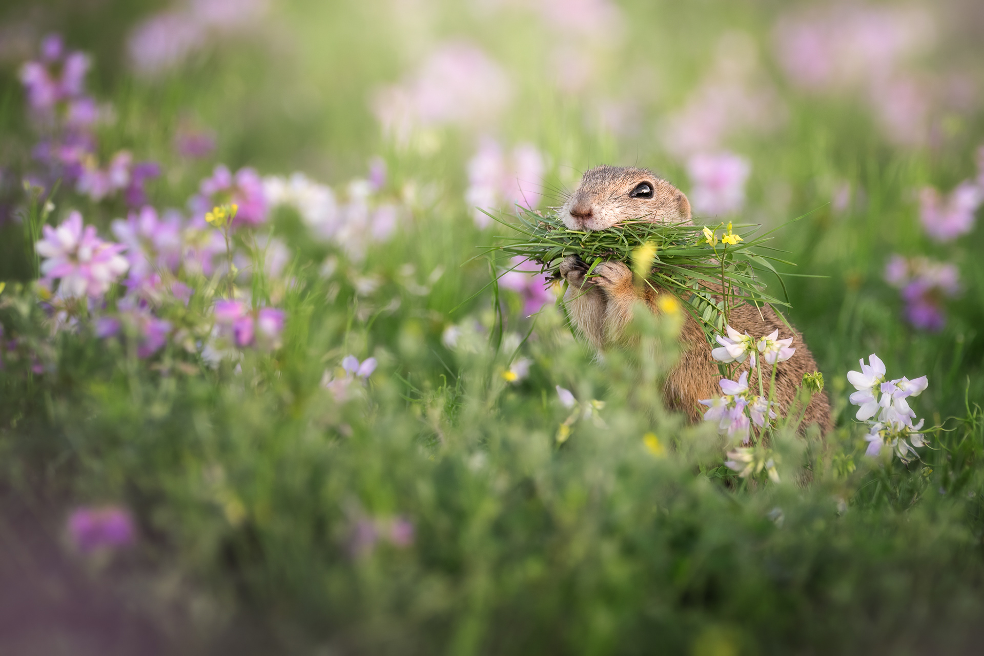 Sysel obecný (Spermophilus citellus),  ČR