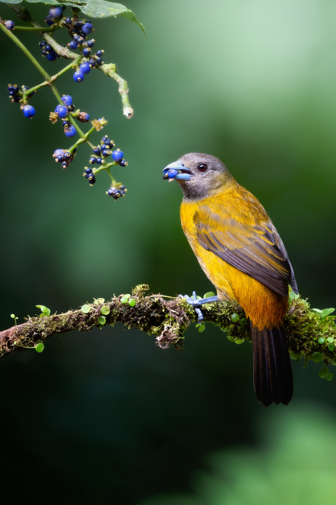 samice Tangary zpěvné (Ramphocelus passerinii), Kostarika