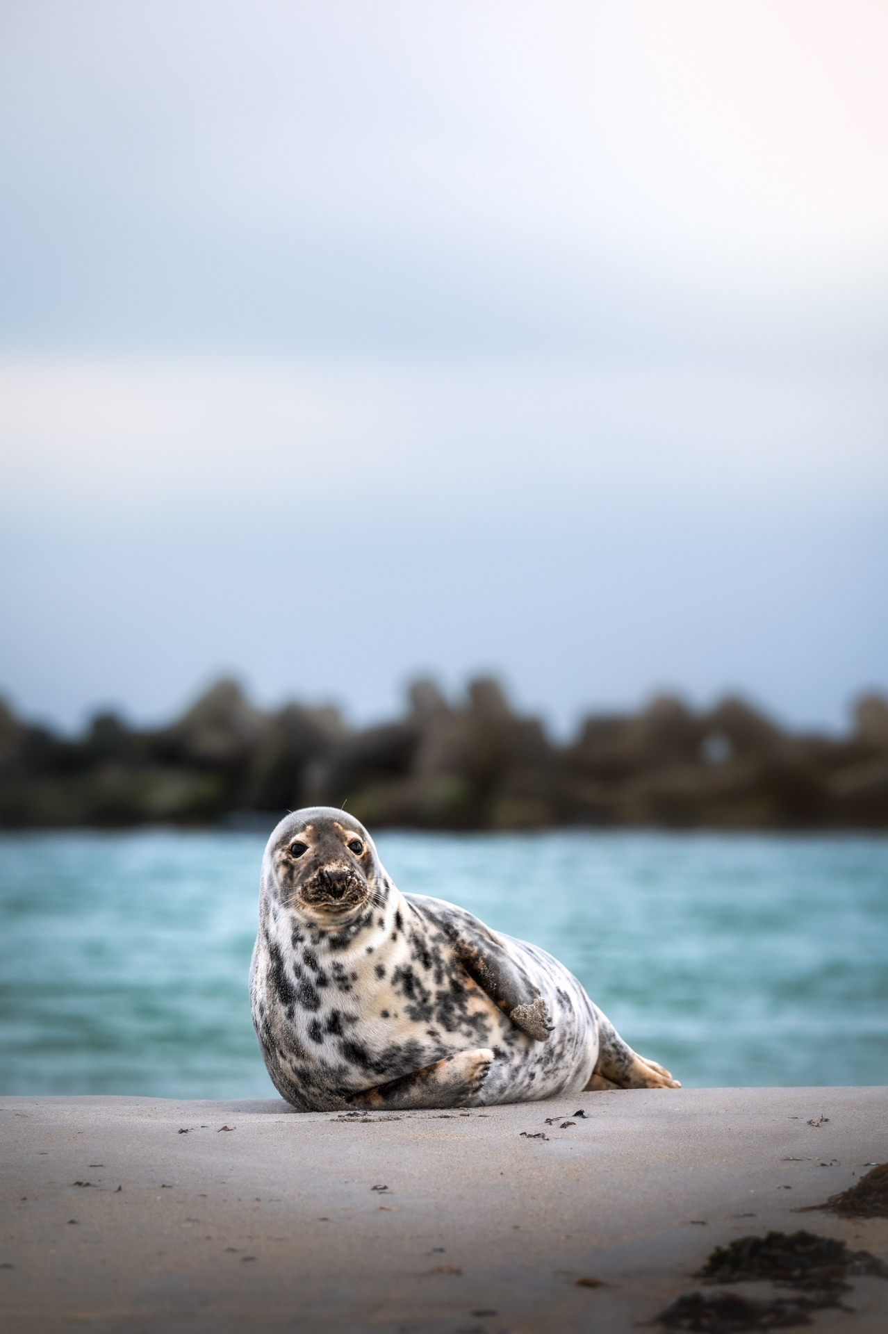 Tuleň kuželozubý, Helgoland