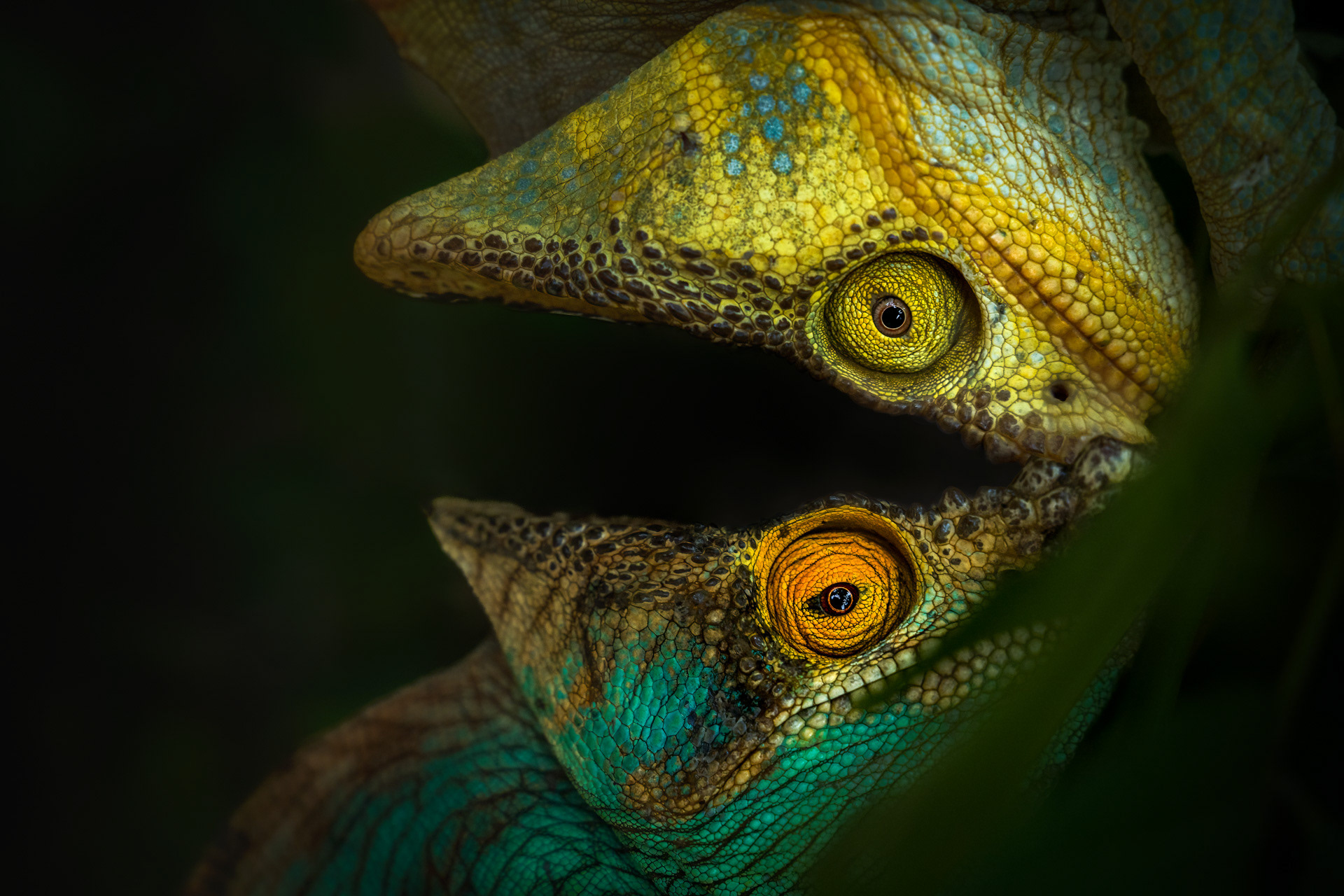 Chameleon Parsonův, Madagaskar 24