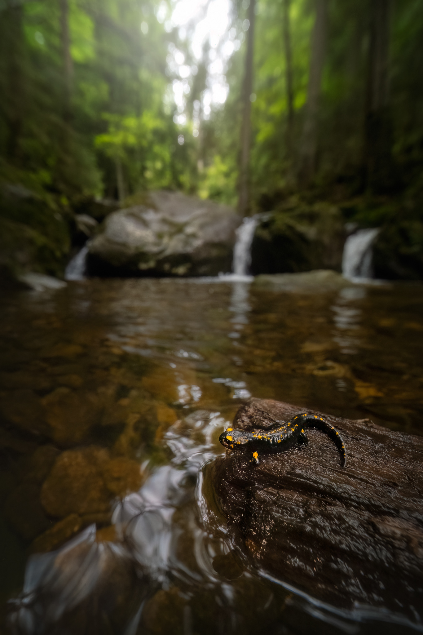 Mlok skvrnitý  (Salamandra salamandra), Německo 25