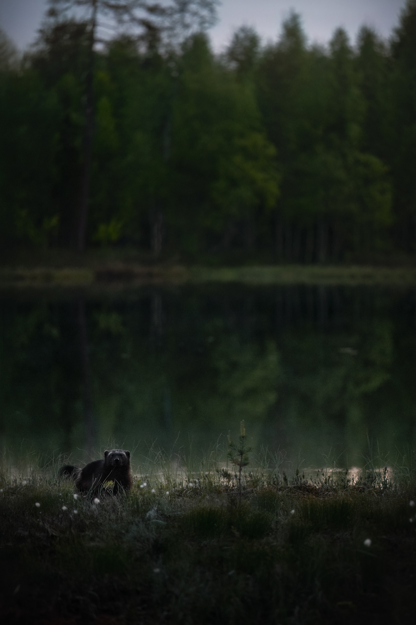 Rosomák sibiřský, Finsko 25