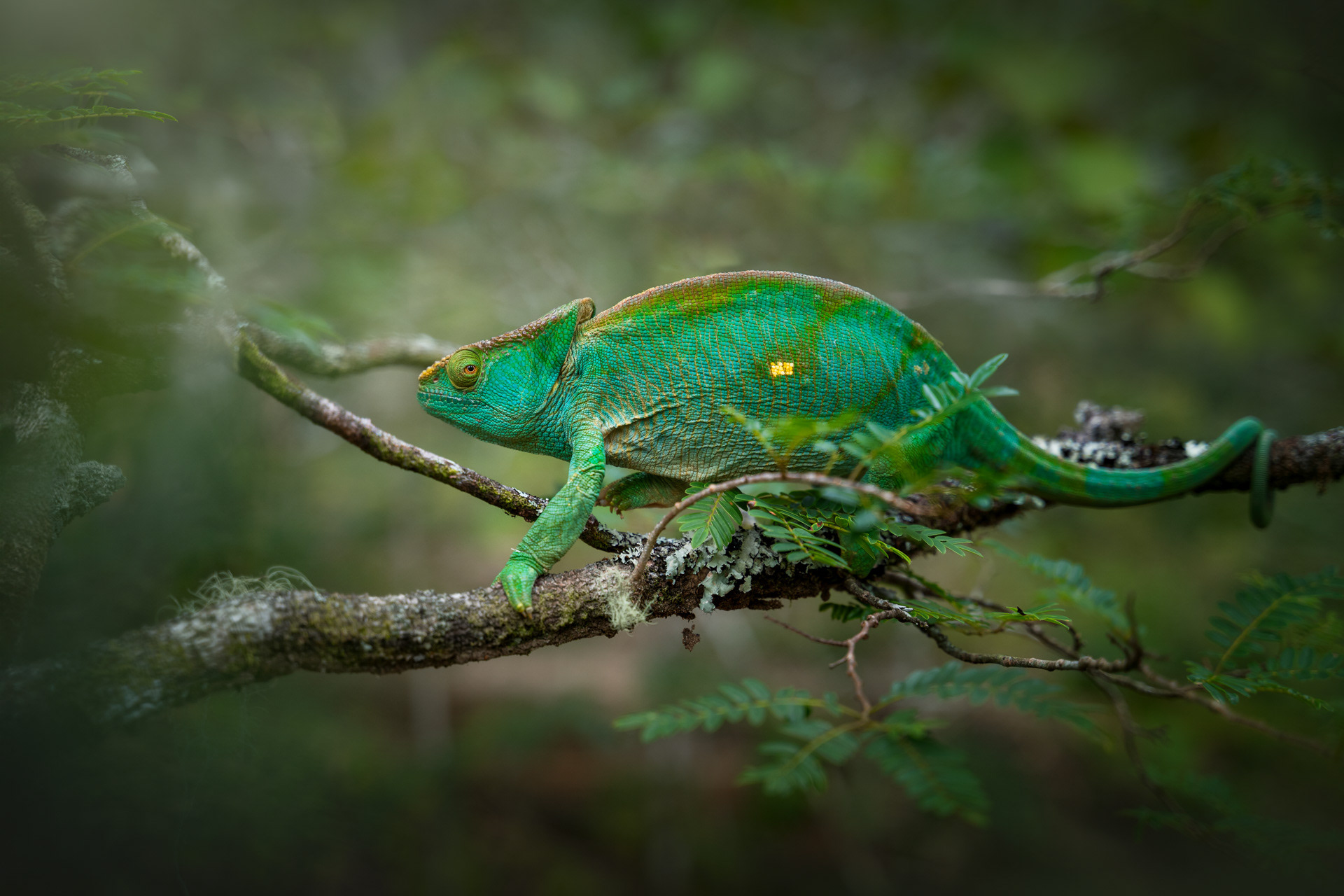 Chameleon Parsonův, Madagaskar