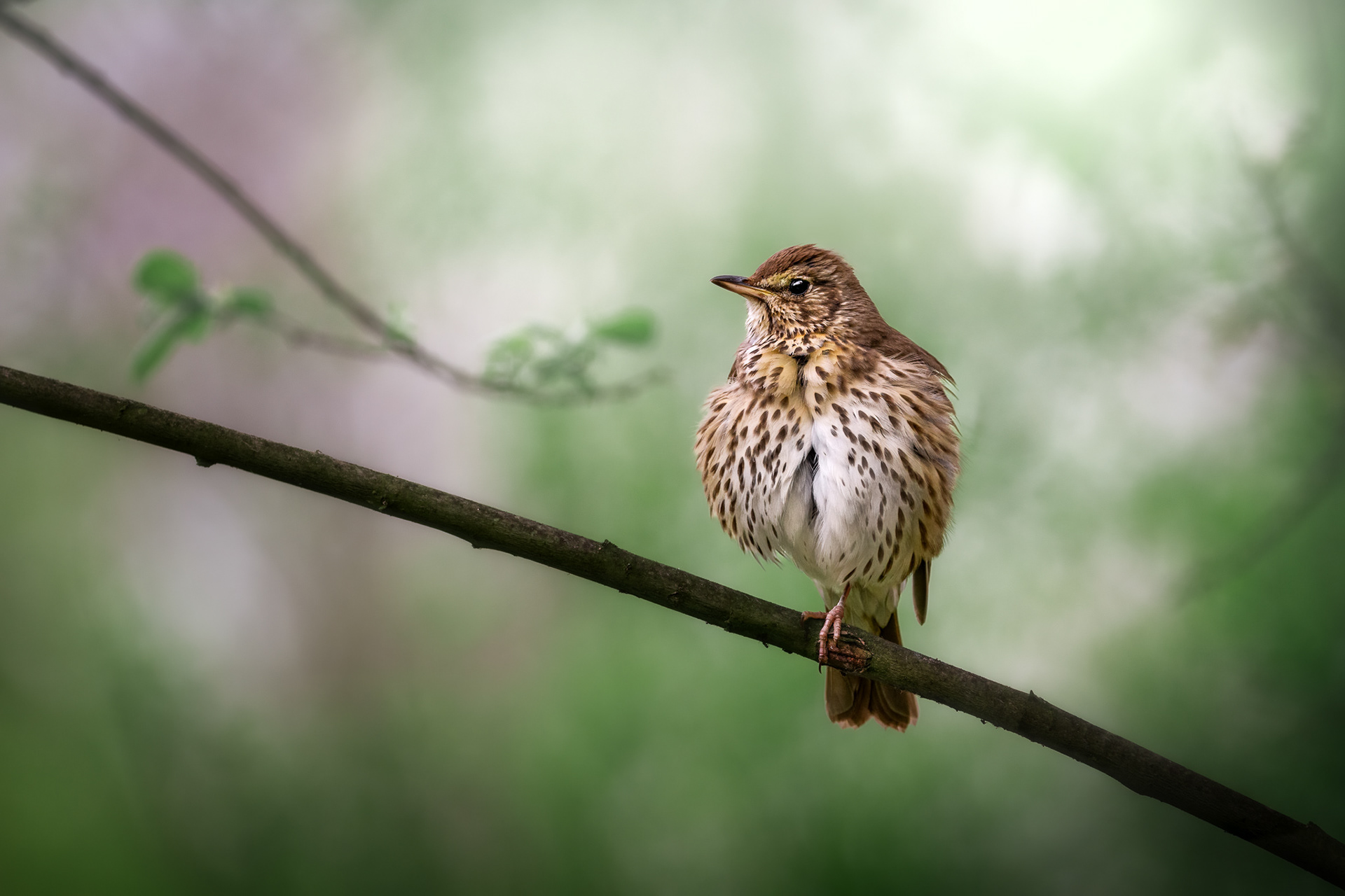 Drozd zpěvný,ČR 22