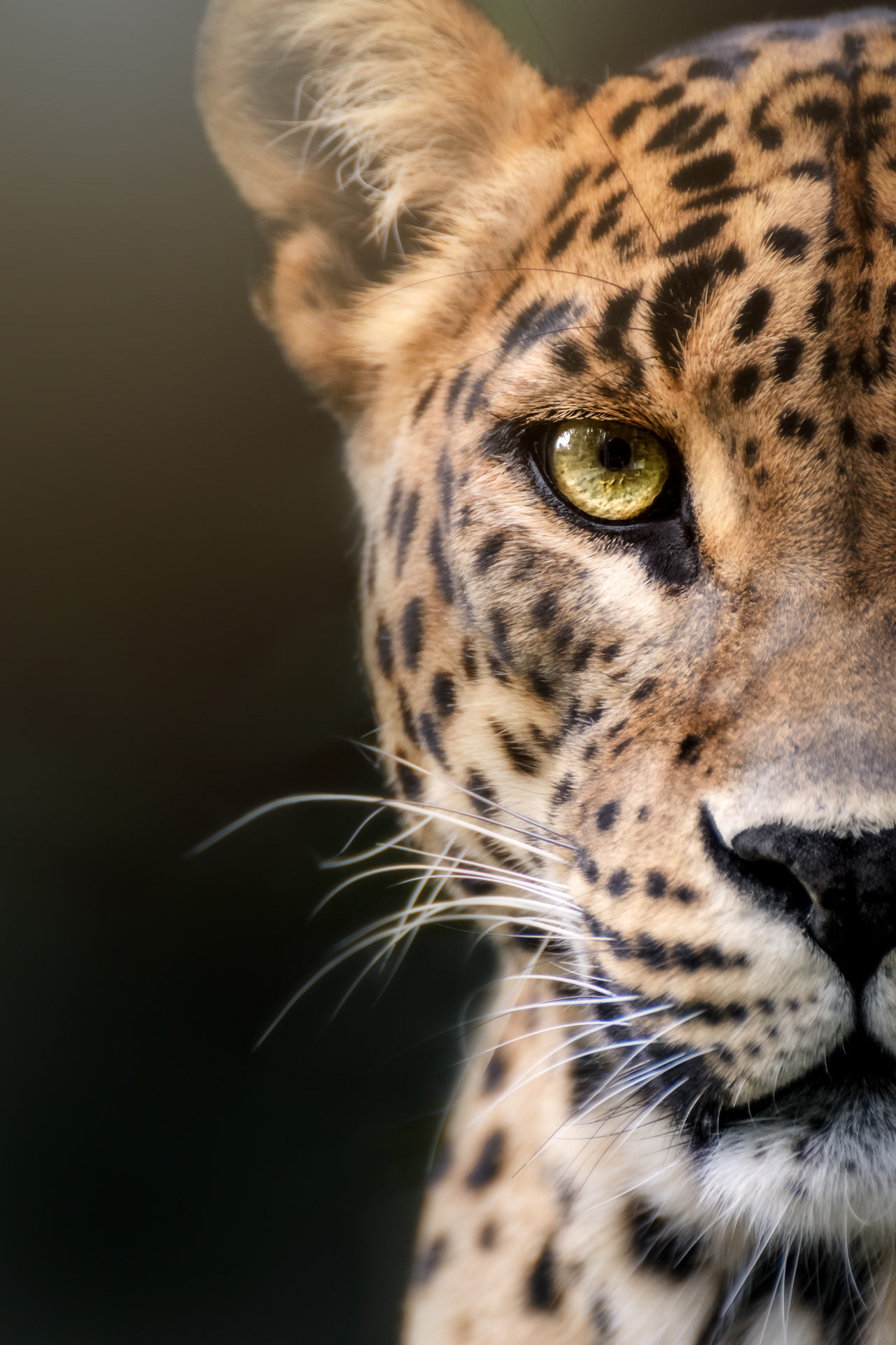 Levhart cejlonský, ZOO Jihlava