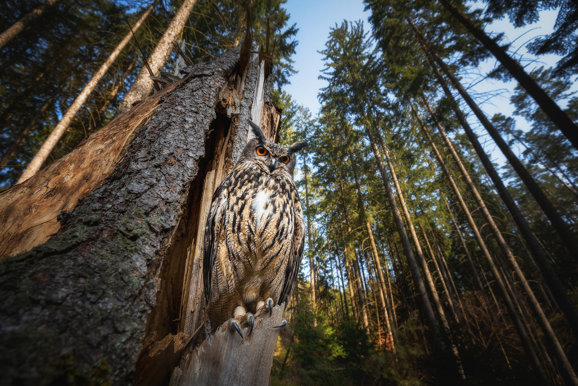 Výr velký (Bubo bubo), zvíře v lidské péči, ČR