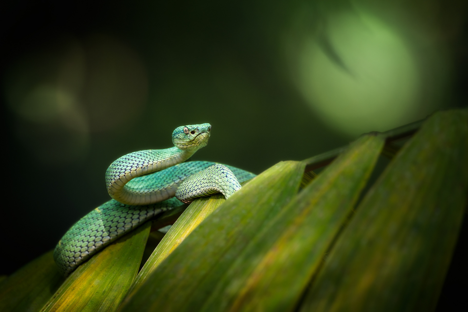 Křovinář (Bothriechis lateralis), Kostarika