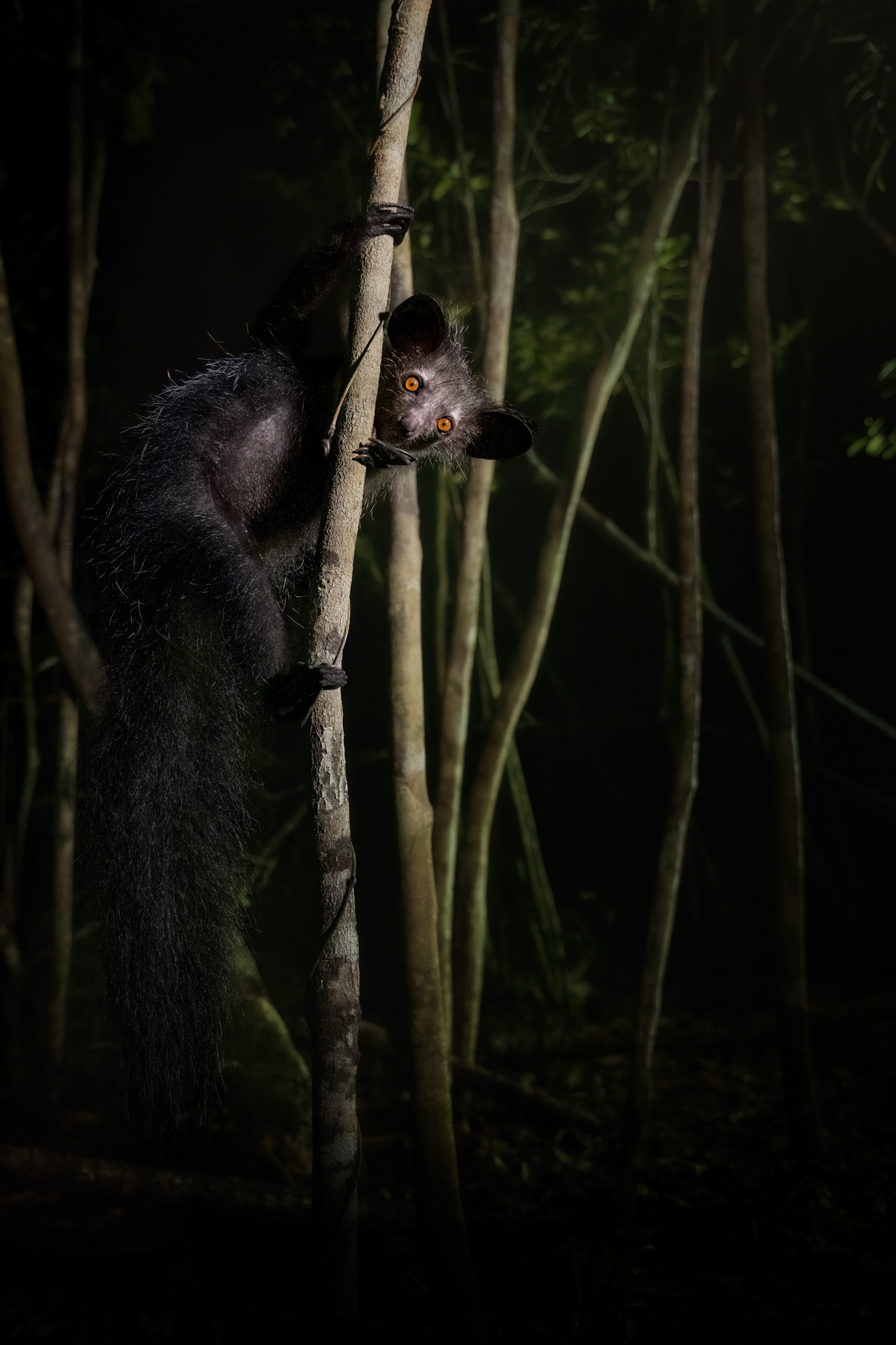 Ksukol ocasatý, Madagaskar