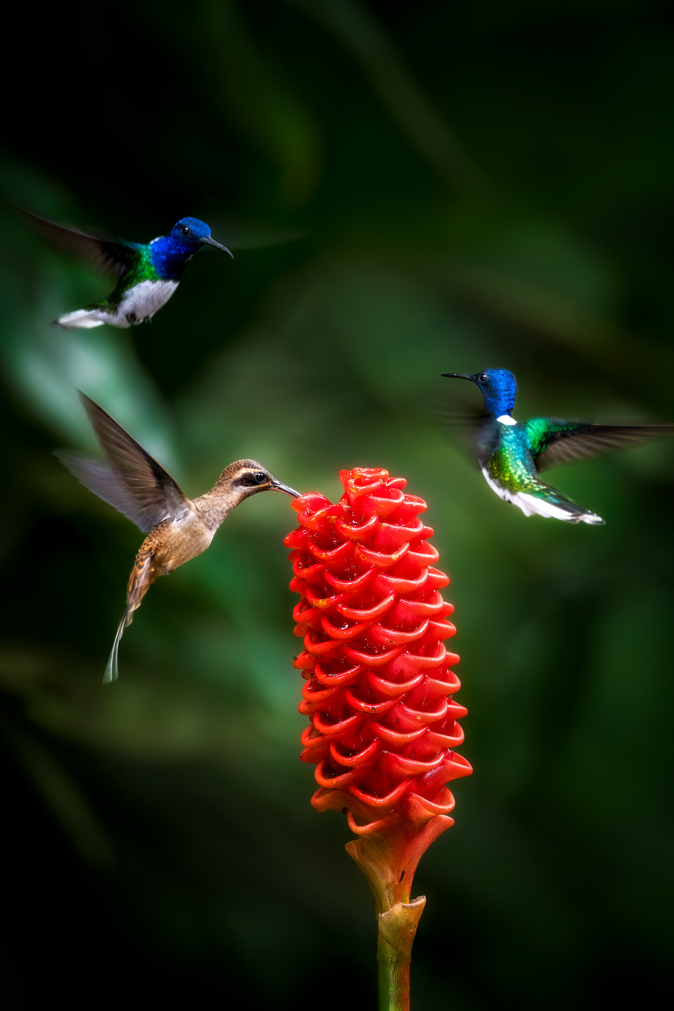 Kolibřík západní (Phaethornis longirostris) a kolibřík bělokrký (Florisuga mellivora), Kostarika