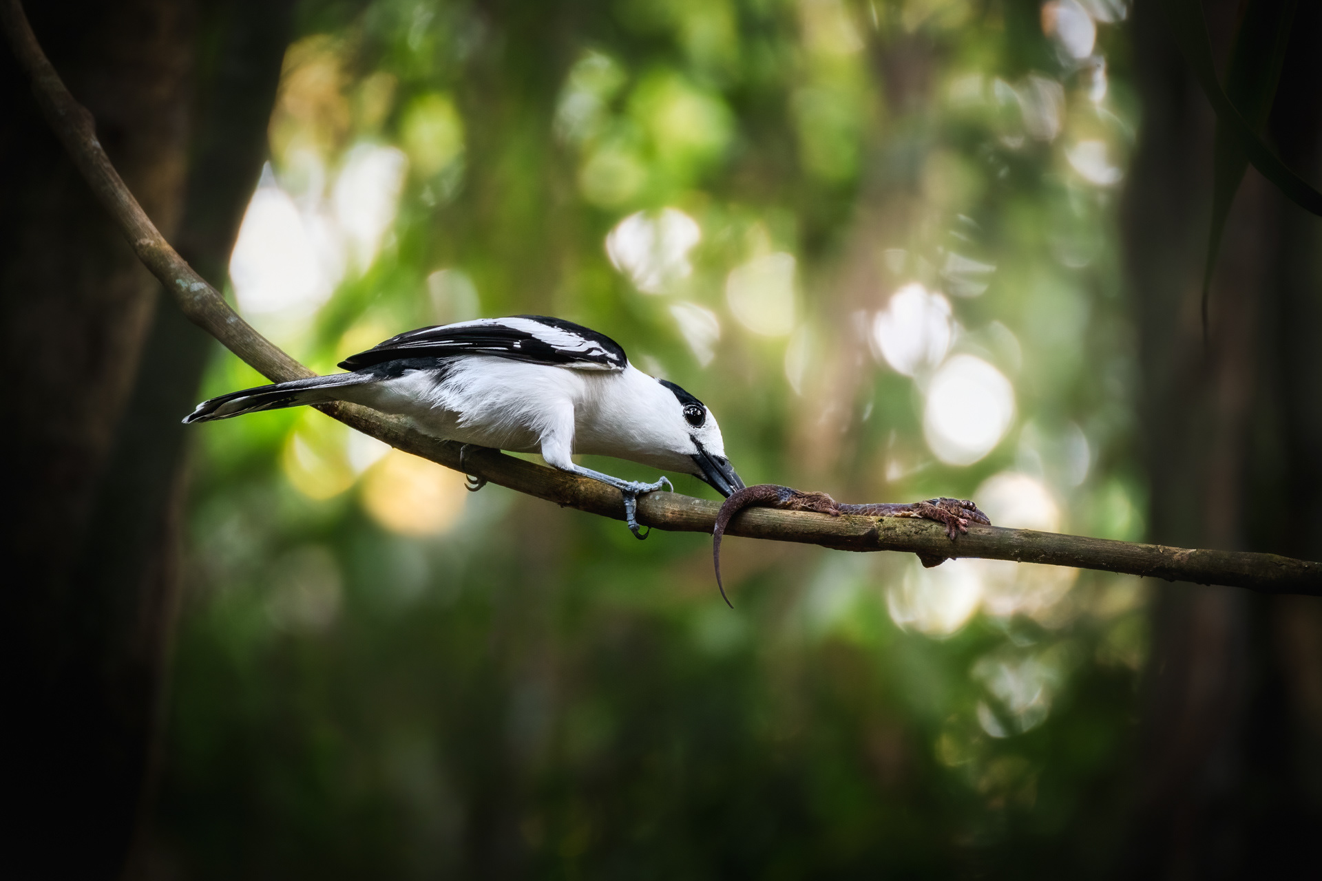 Vanga hákozová a její kořist, Madagaskar 24